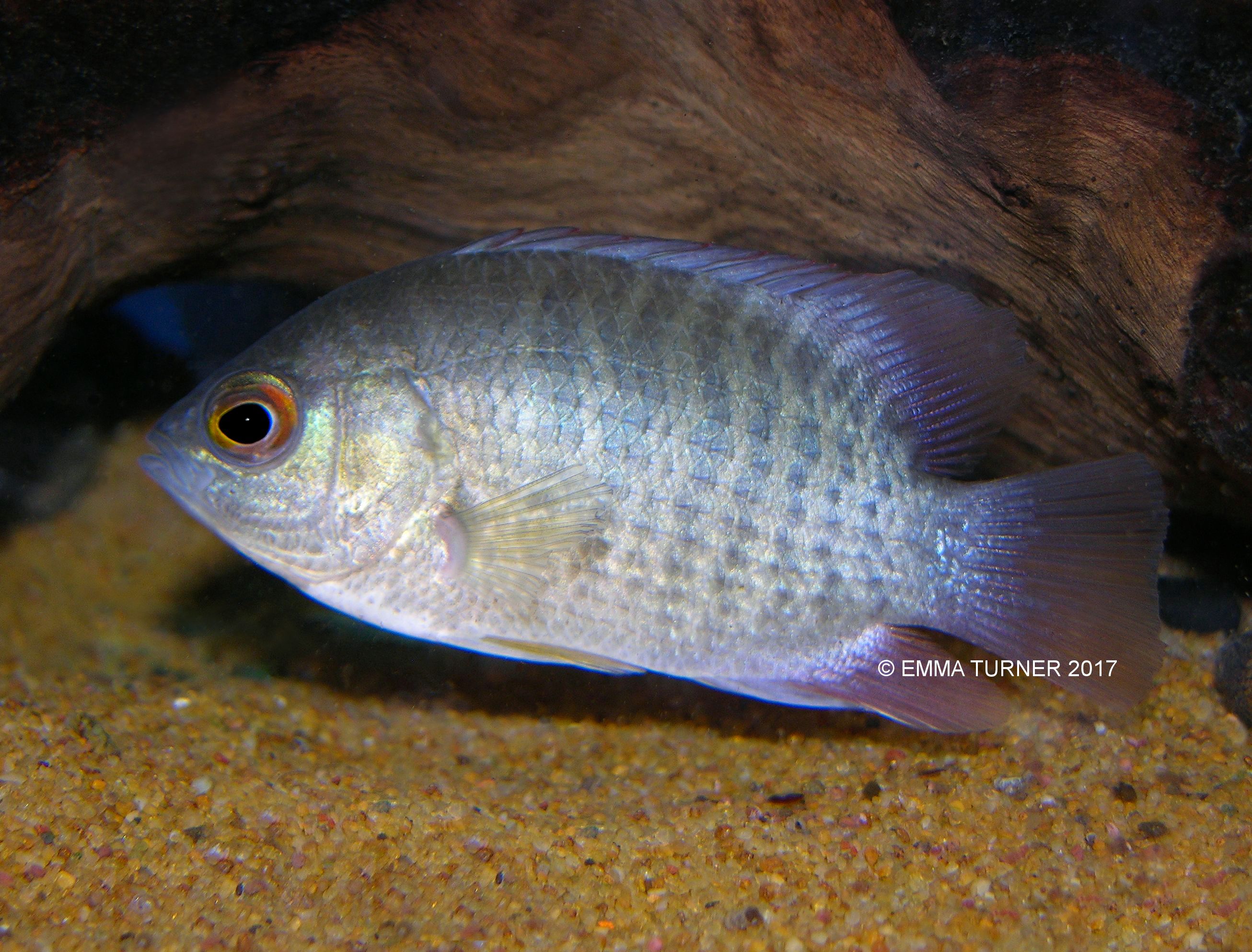 Indonesian Leaf Fish-Pristolepis grootii