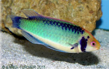 Koi Fairy Wrasse-Cirrhilabrus solorensis