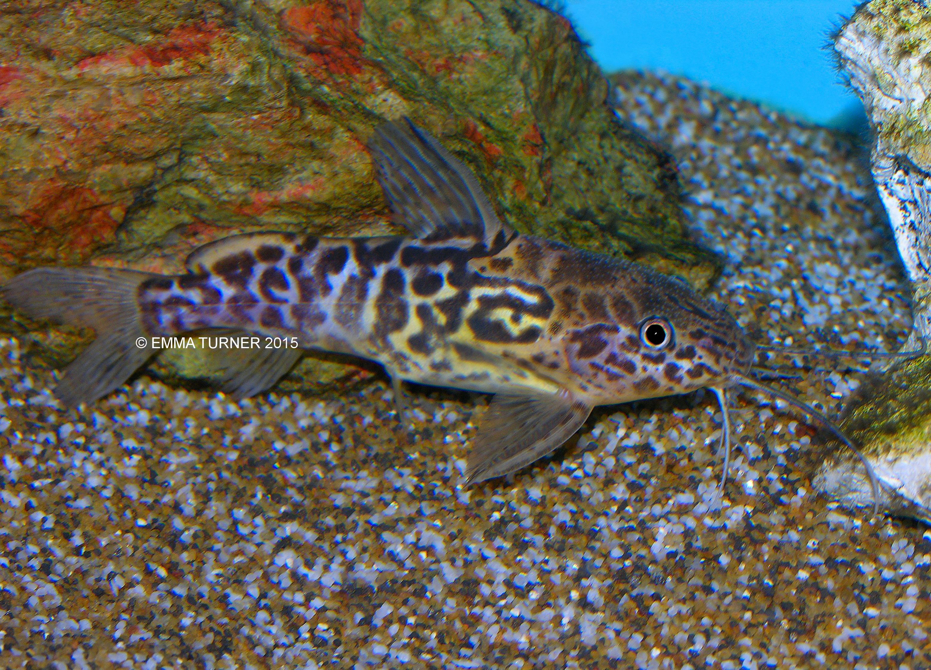 catfish marbled synodontis