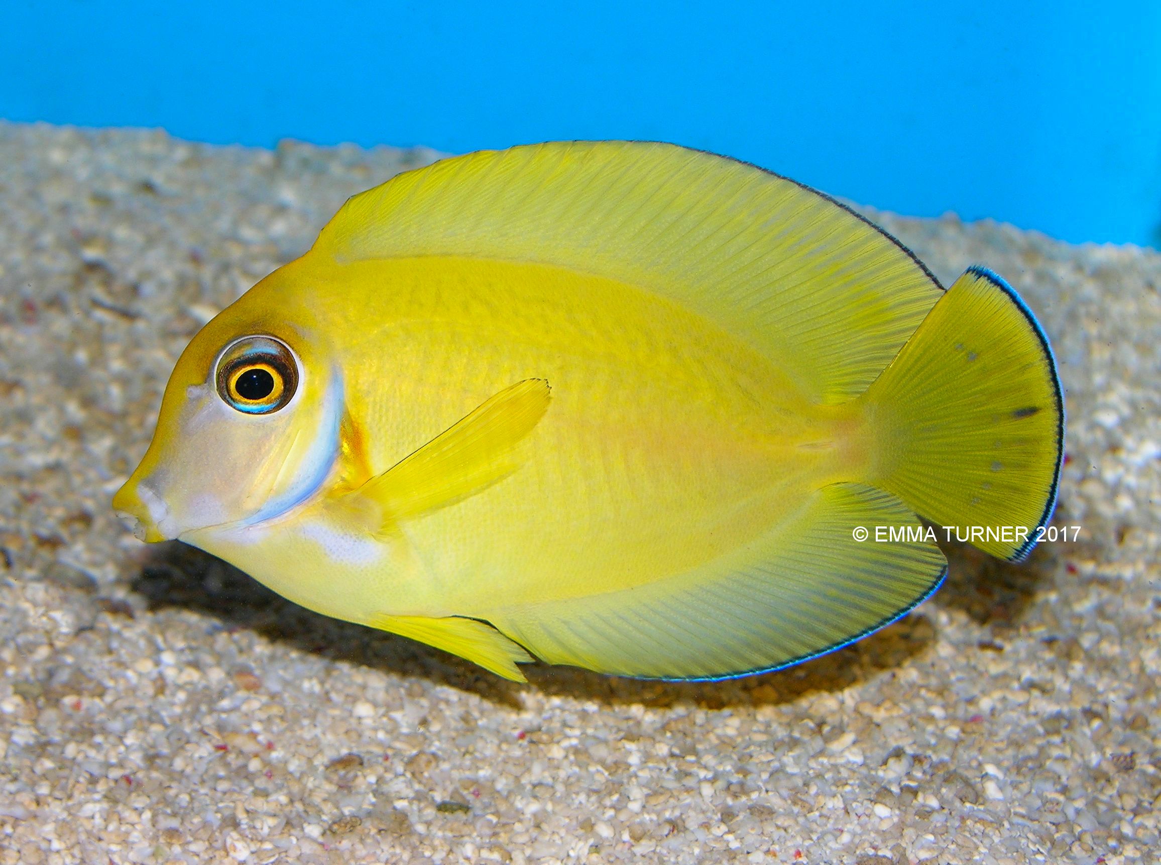 Mimic Tang-Acanthurus pyroferus