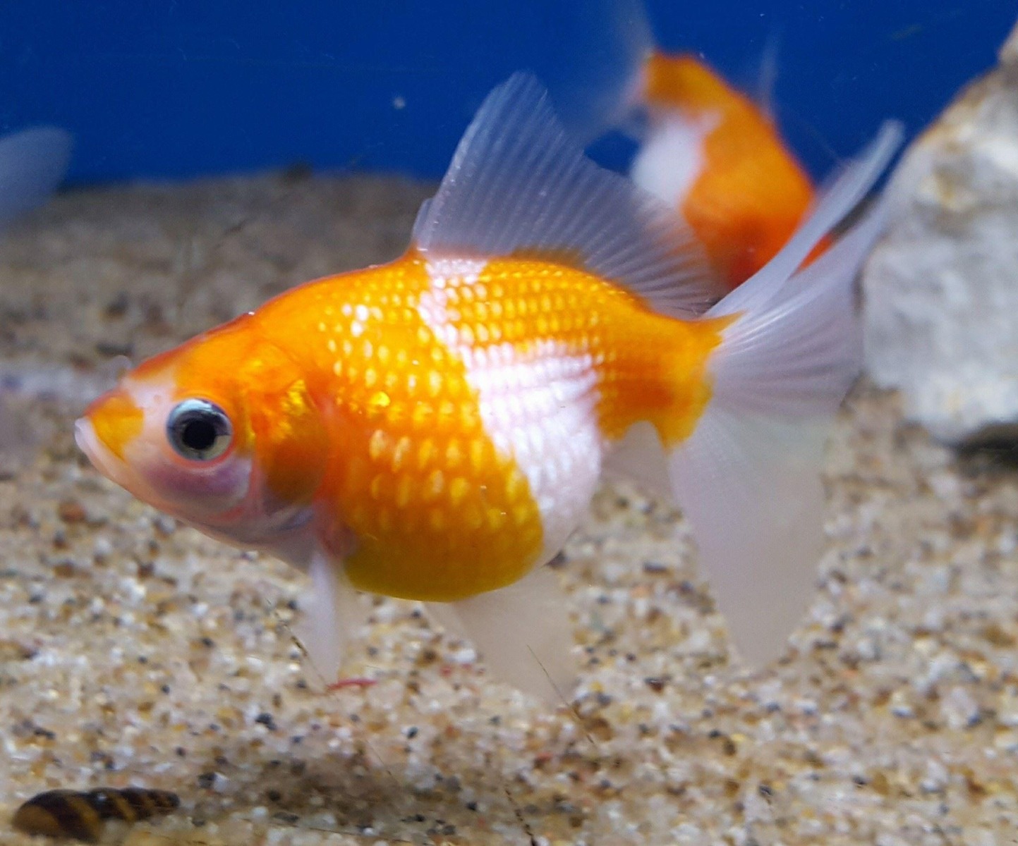 Group of Pearl Scale Goldfish