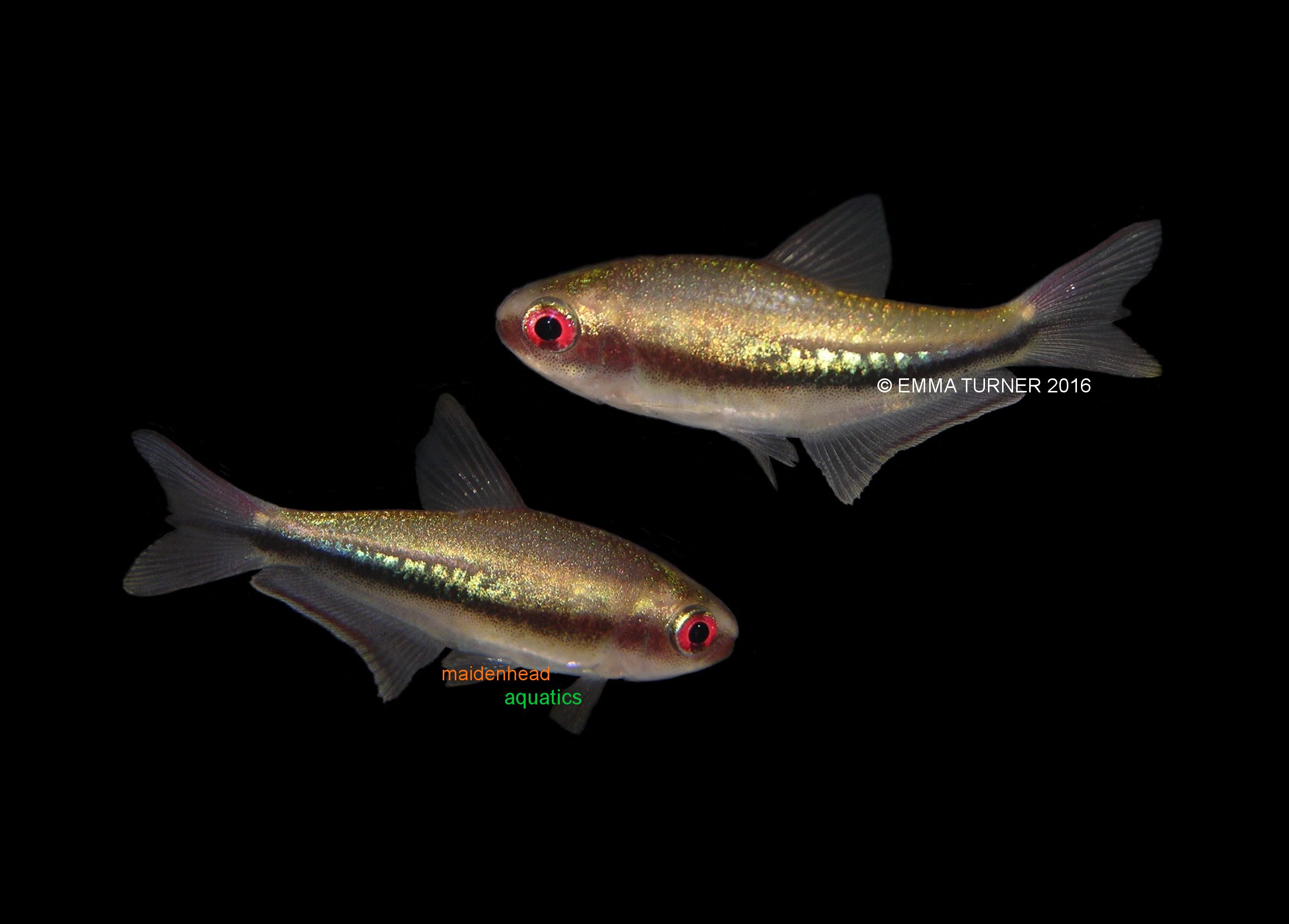 Rainbow Emperor Tetra-Nematobrycon lacortei