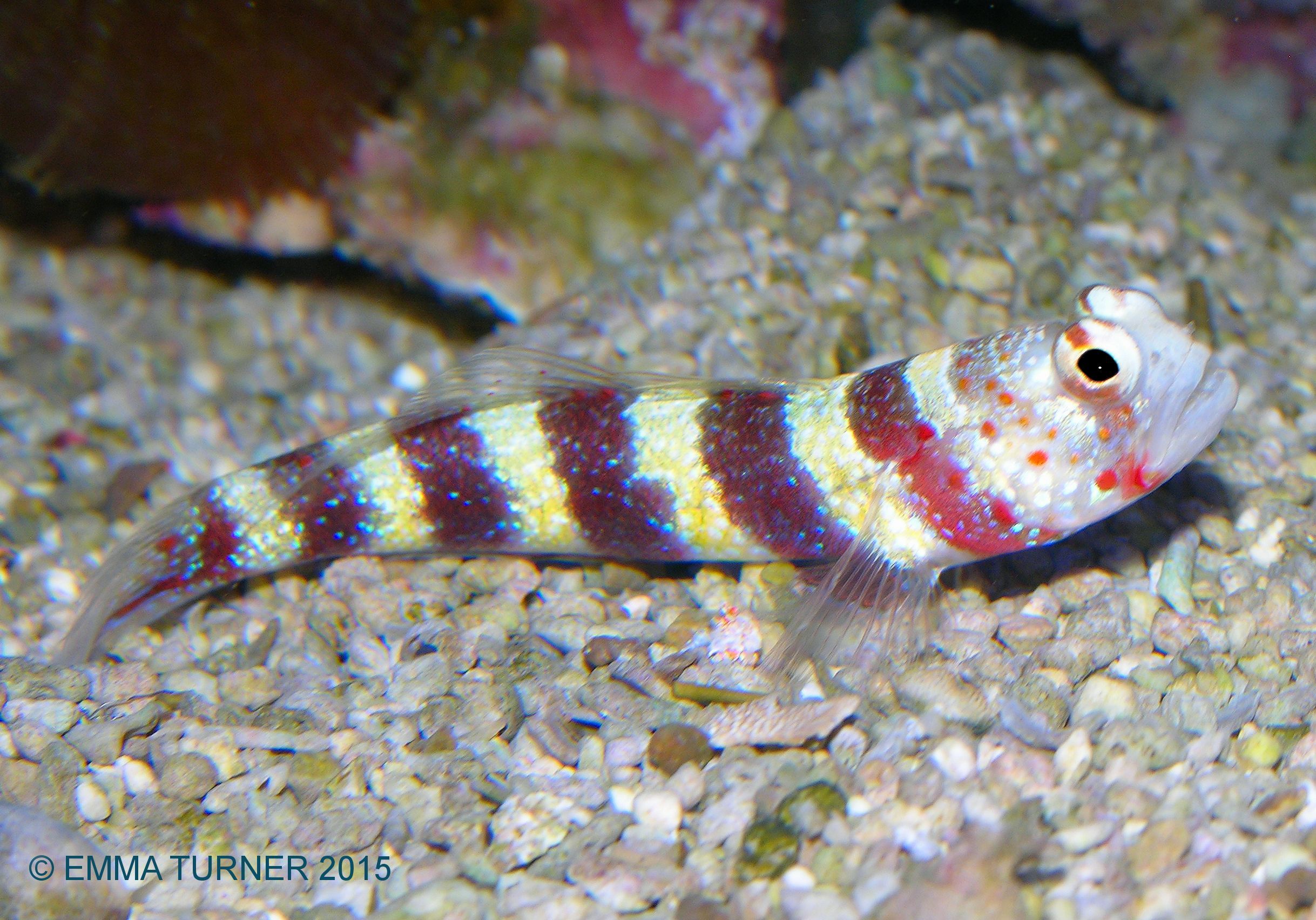 Red-banded Goby-Amblyeleotris wheeleri