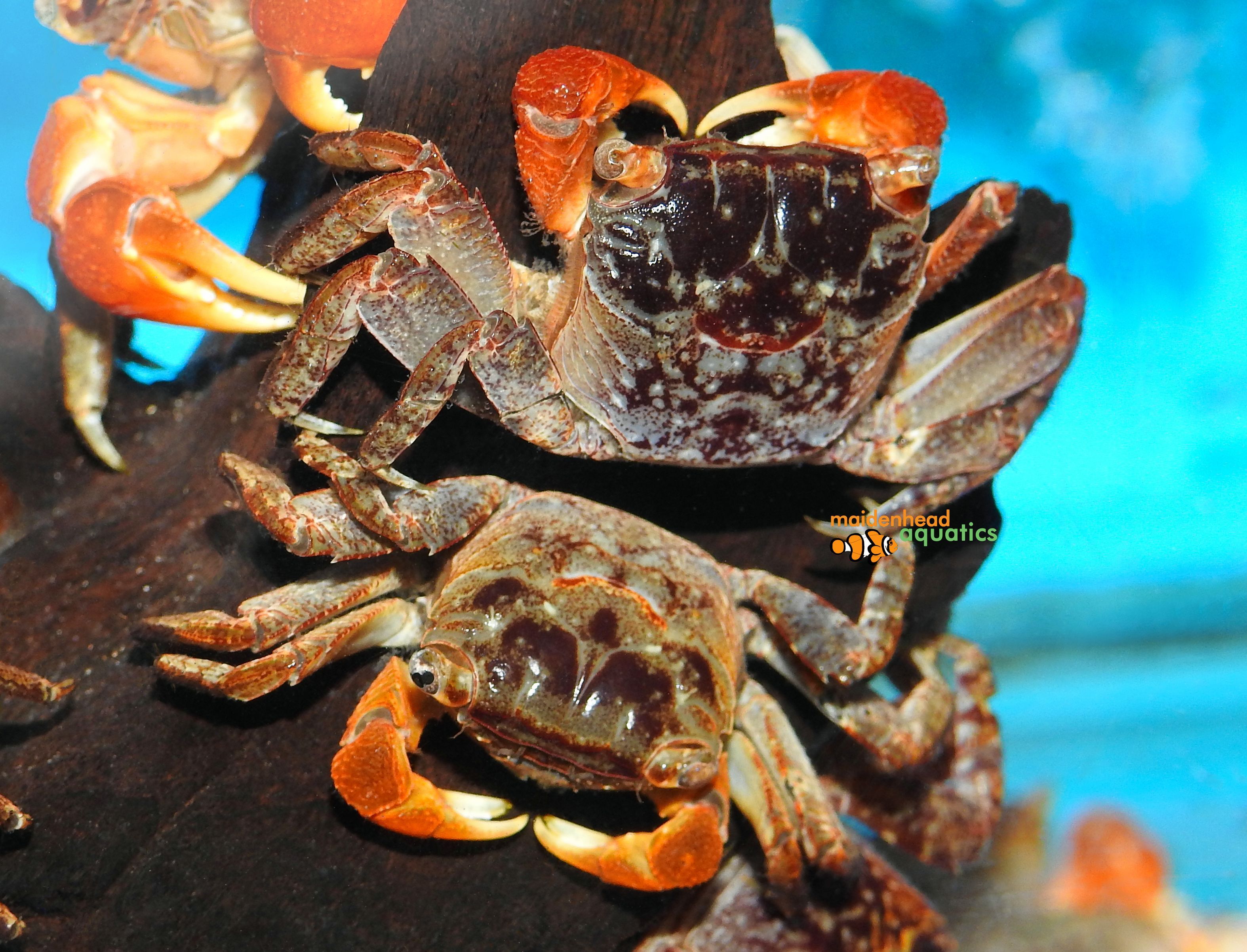 Red Claw Crab Food