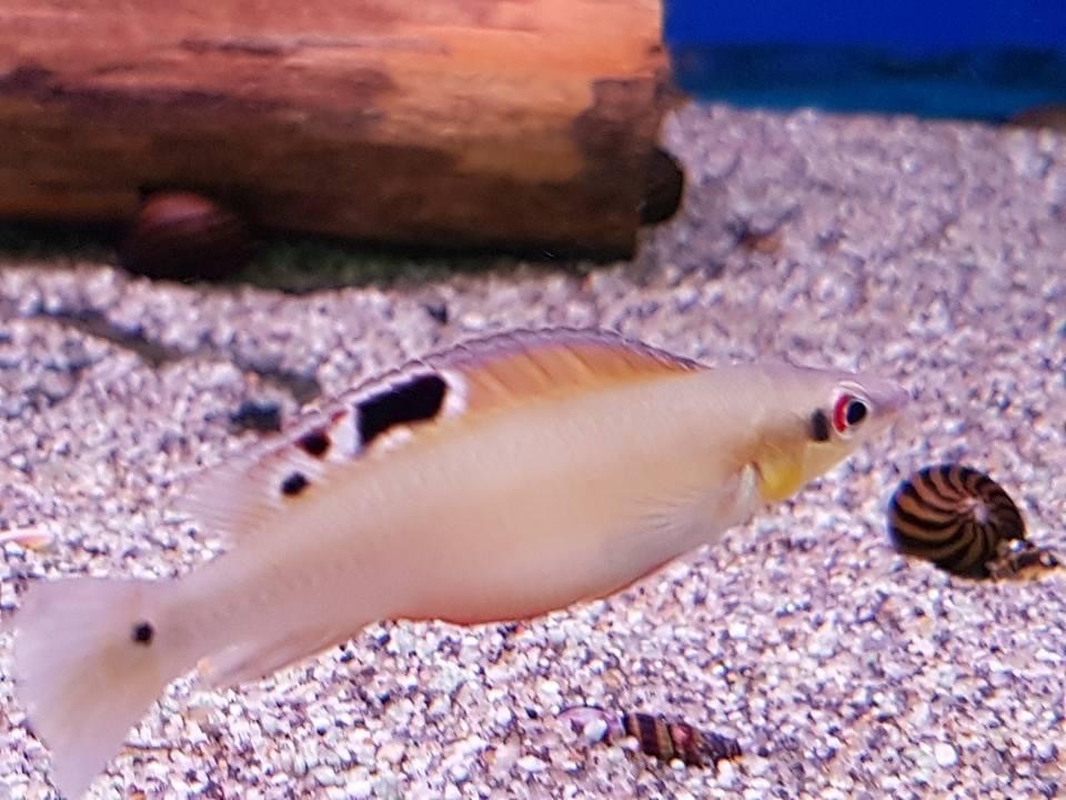 Aggressive Regani Dwarf Pike Cichlid