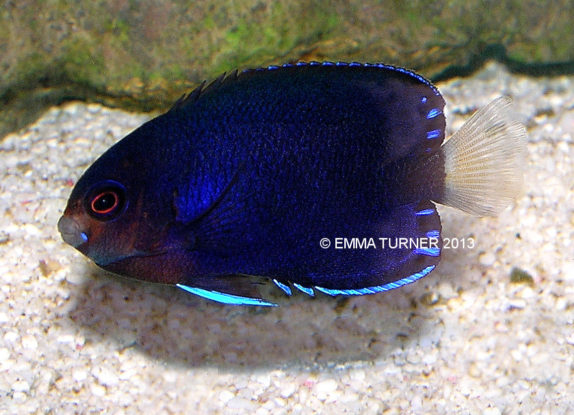 Royal Blue Pygmy Angelfish-Centropyge flavicauda