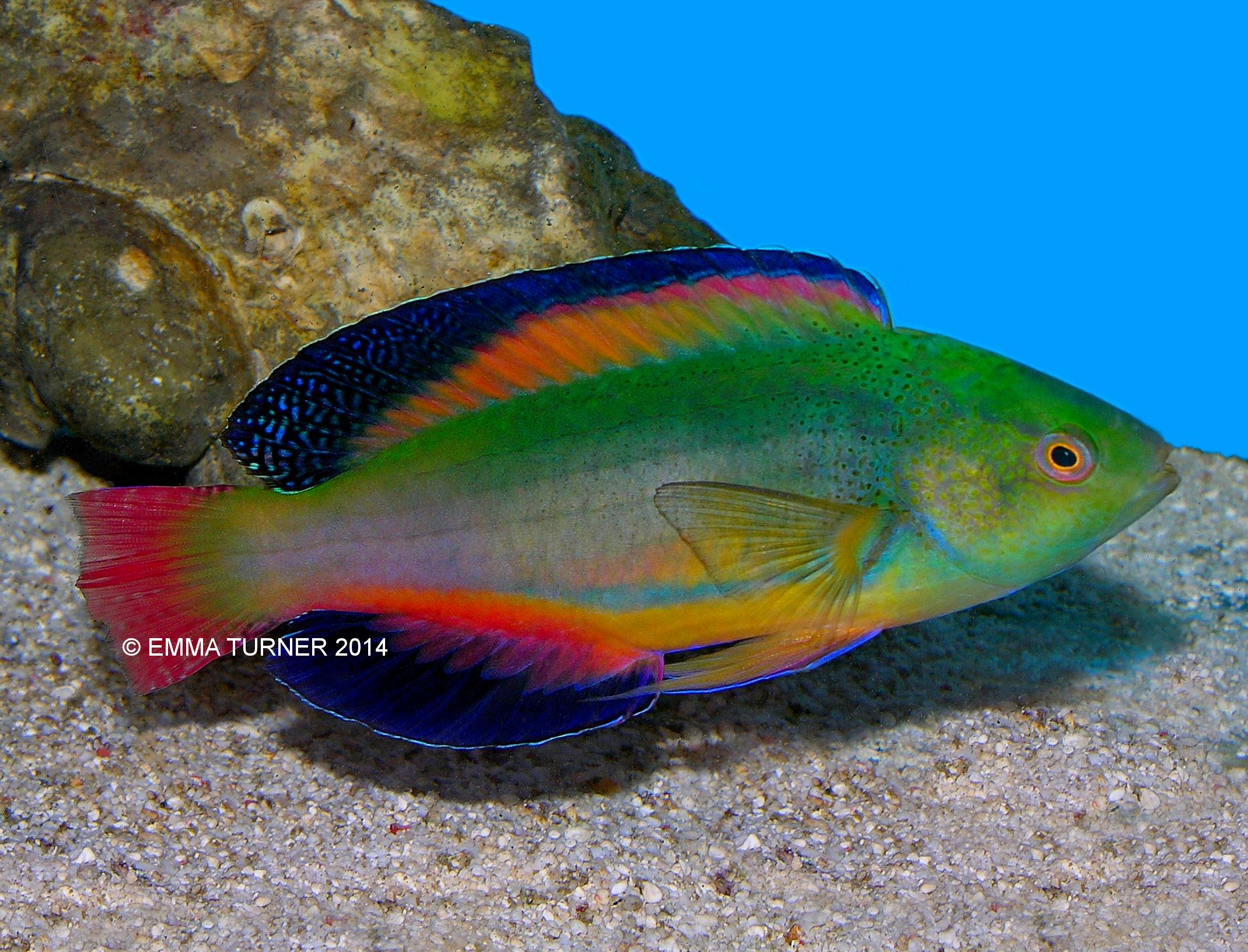 Scott's Fairy Wrasse-Cirrhilabrus scottorum