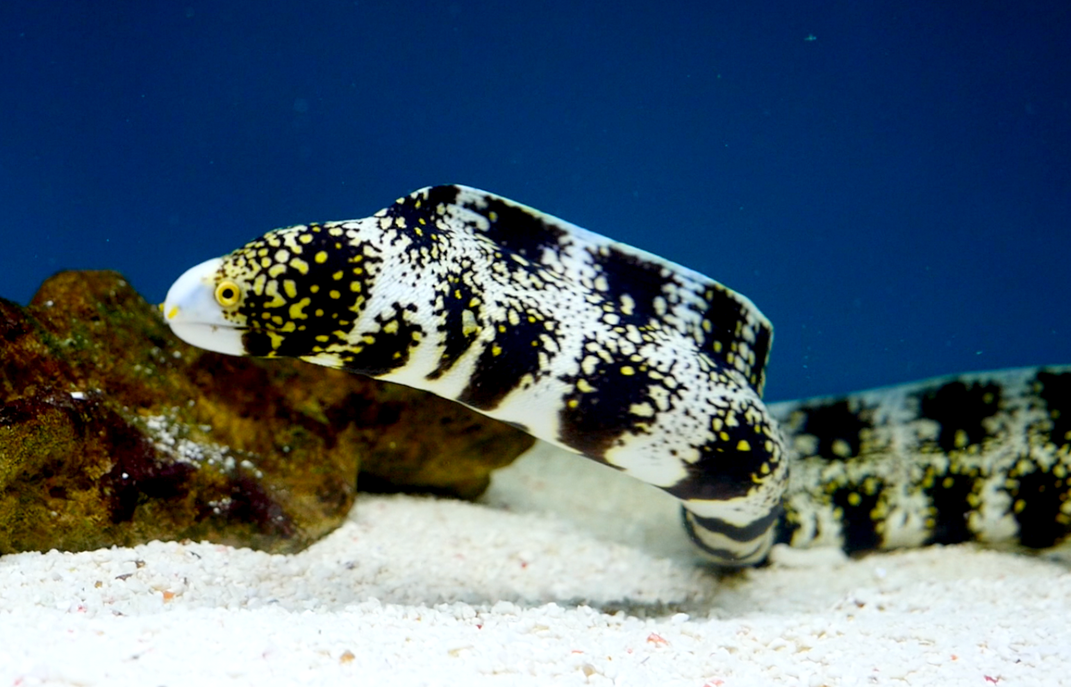 snowflake eel