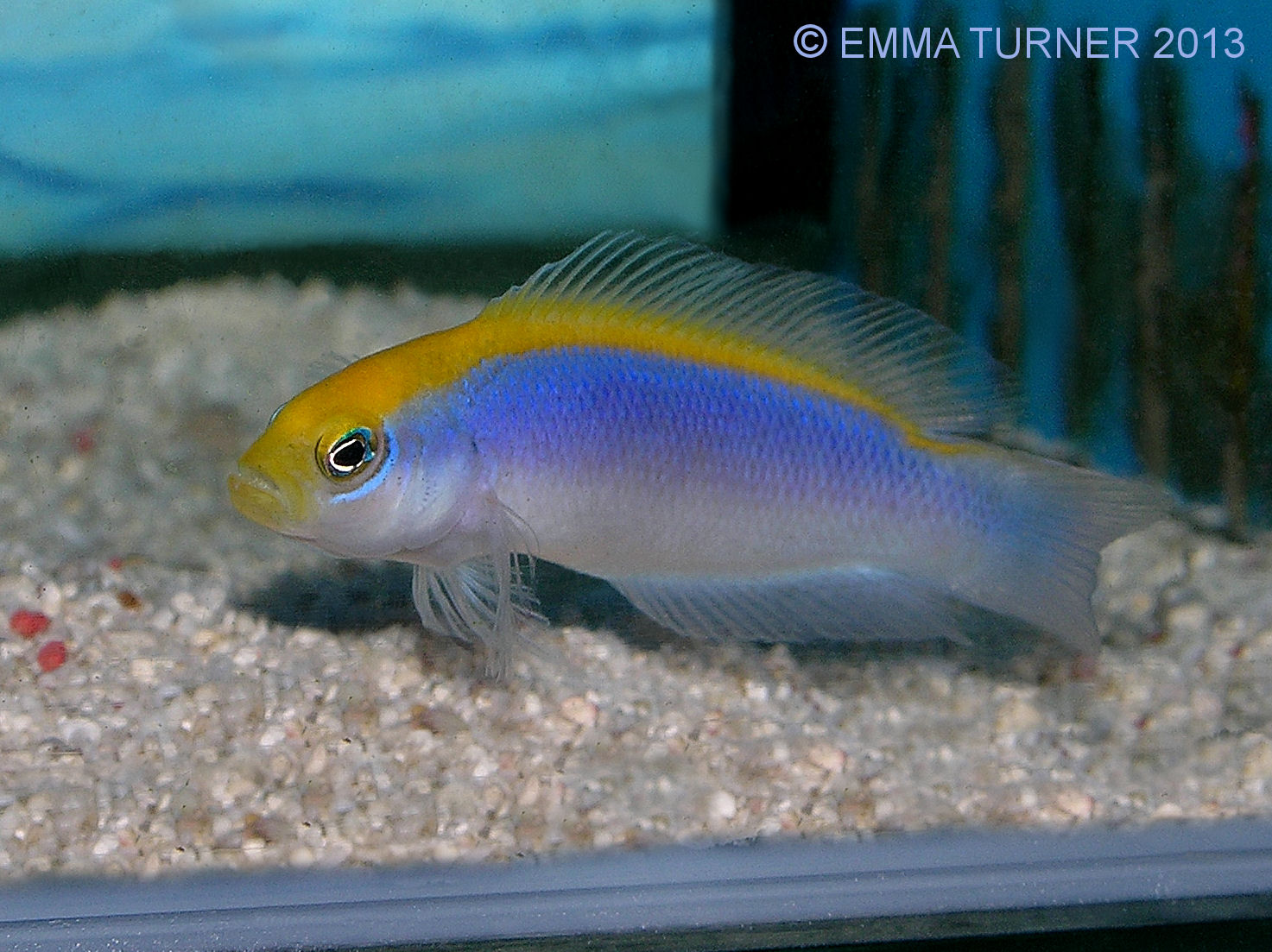 Sunrise Dottyback-Pseudochromis flavivertex