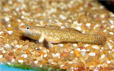 Dwarf Dragon Goby-Rhinogobius duospilus