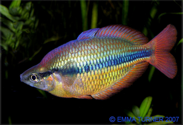 Yellow Rainbowfish-Melanotaenia herbertaxelrodi