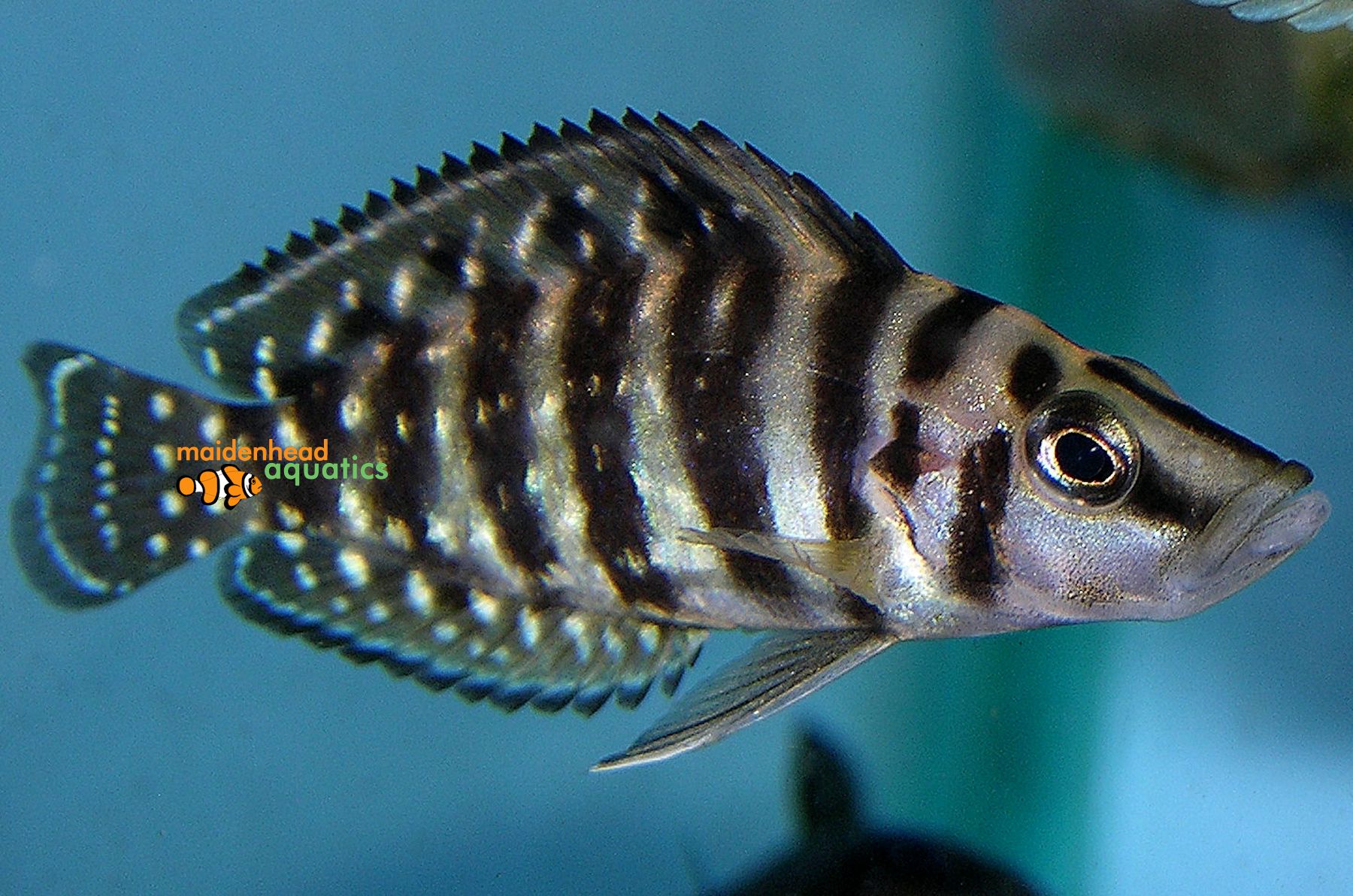 red zebra cichlid tank fish food