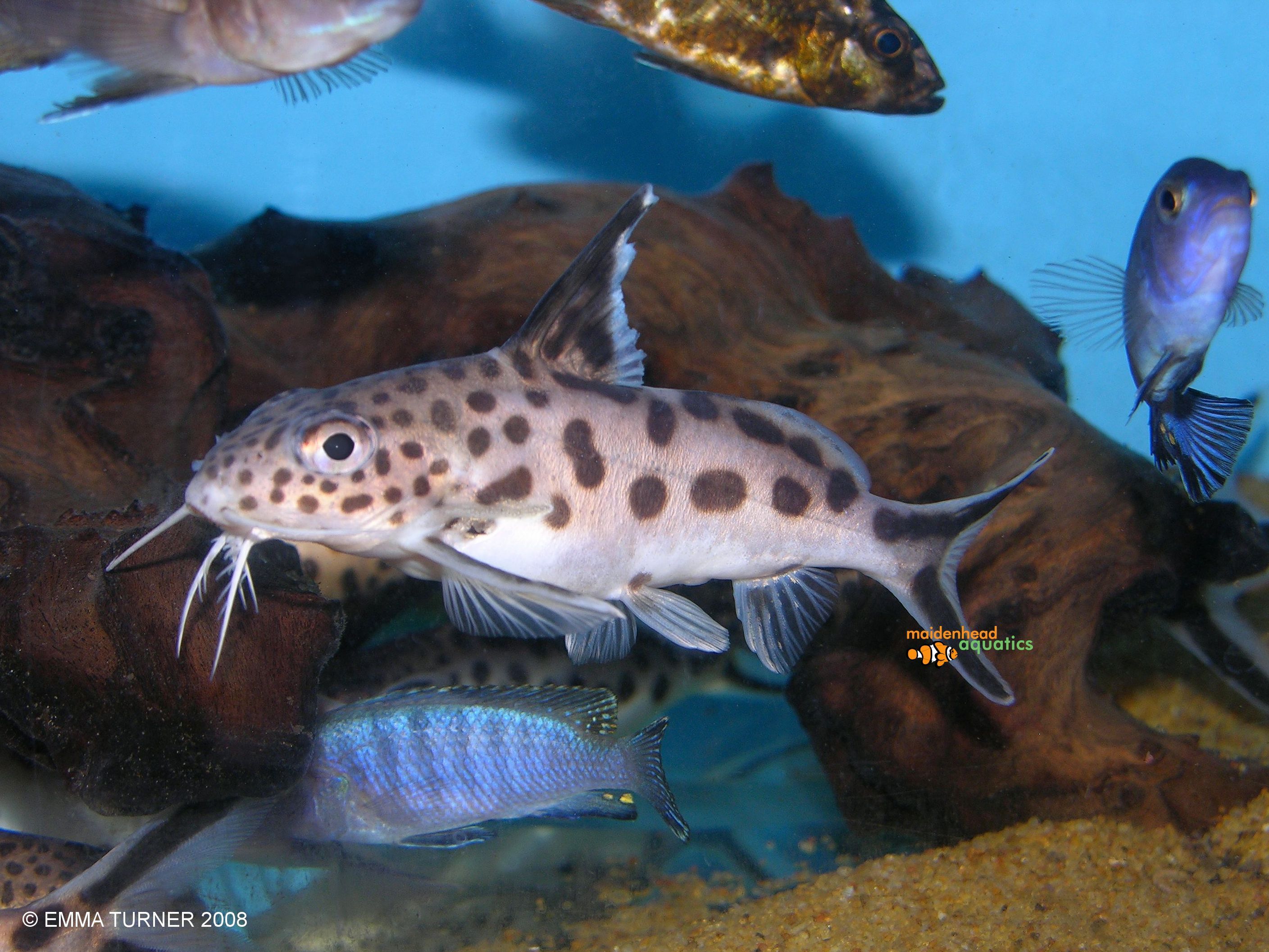 Cuckoo Catfish-Synodontis multipunctatus