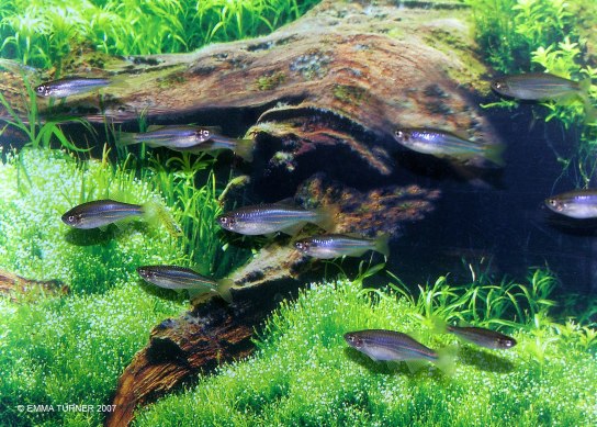 Danios & Minnows