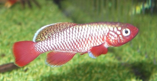 Killifish