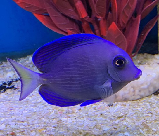 Tangs & Rabbitfishes