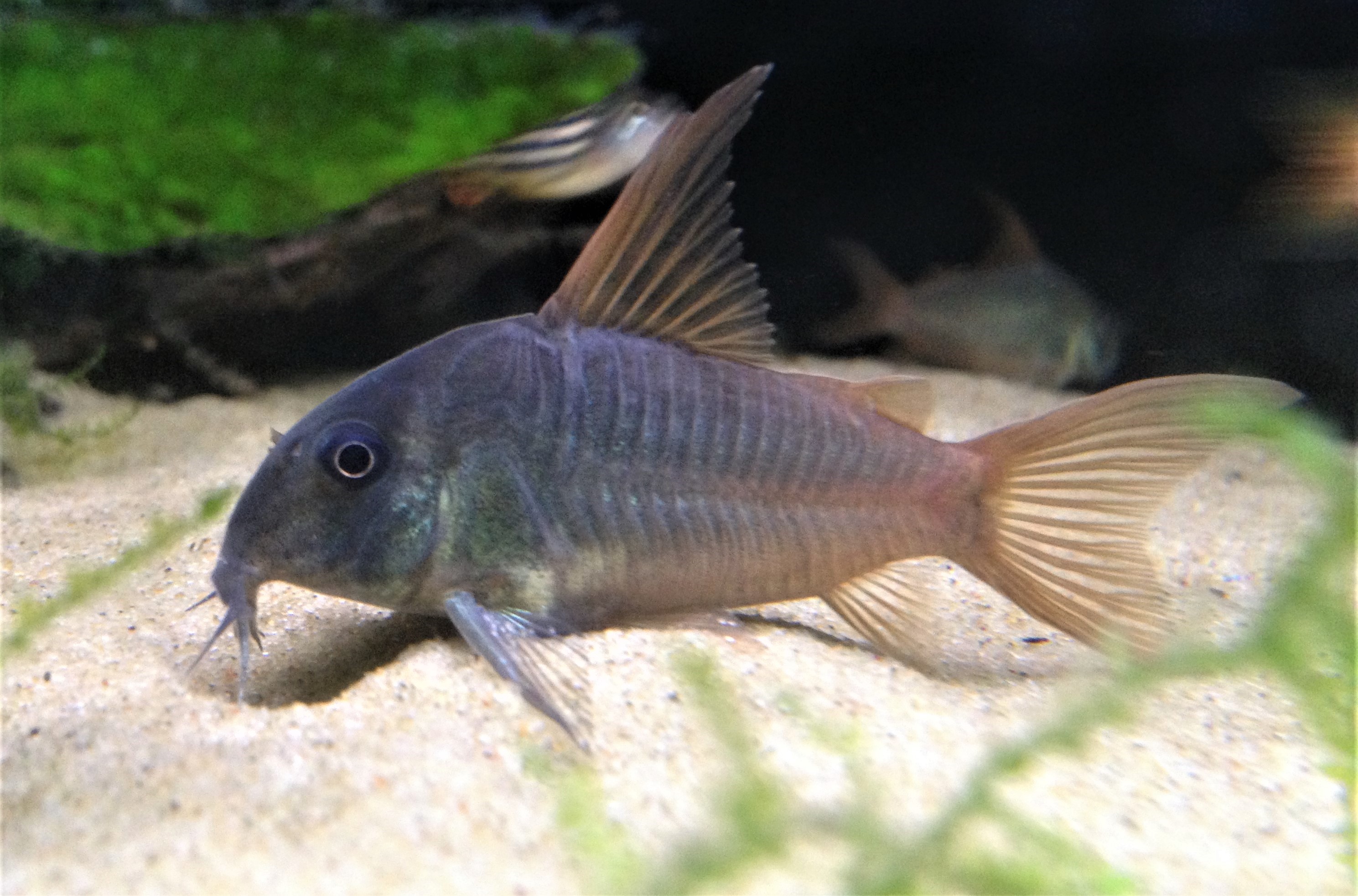 Slate Cory-Hoplisoma Concolor