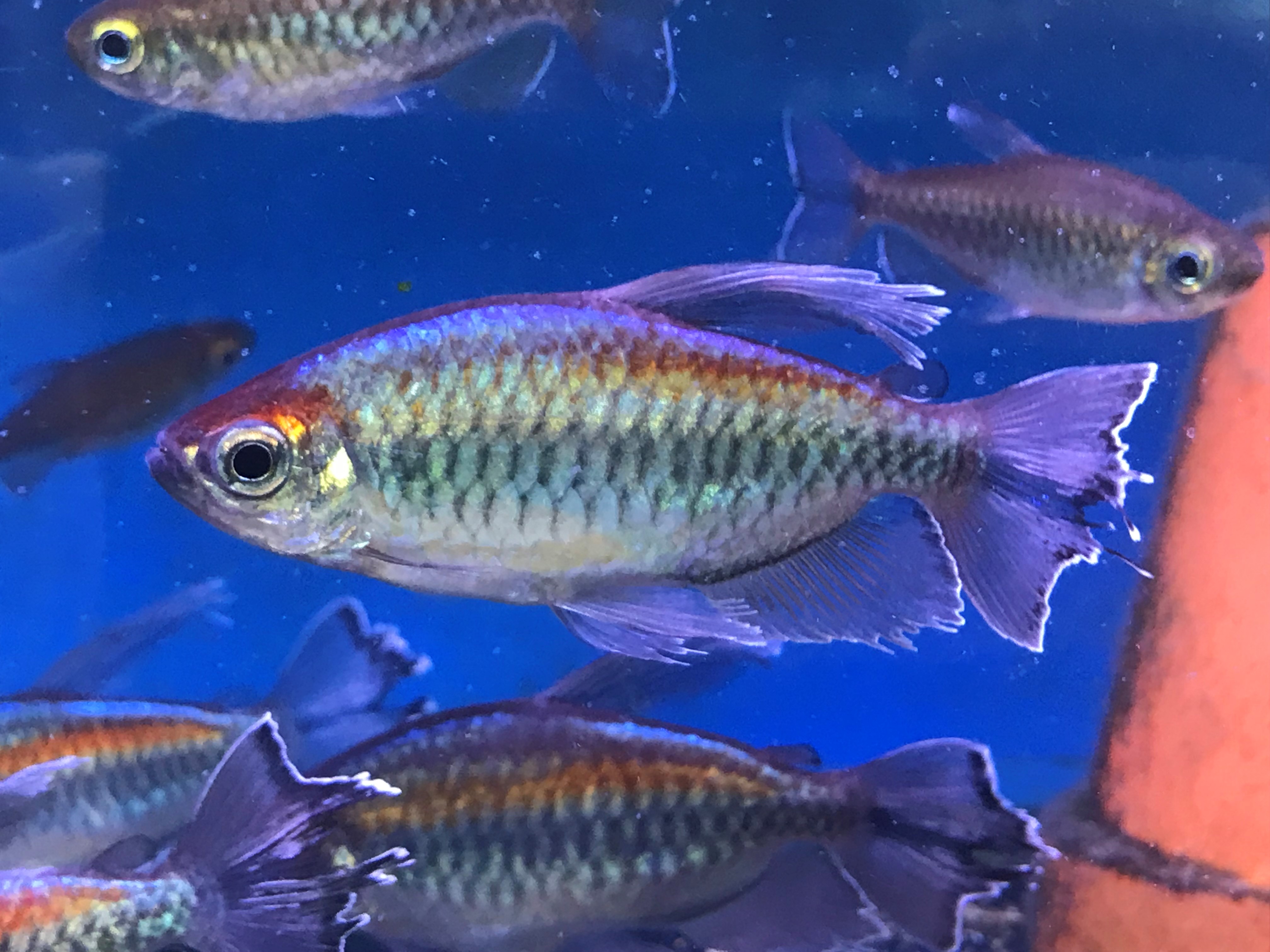 Congo tetra store