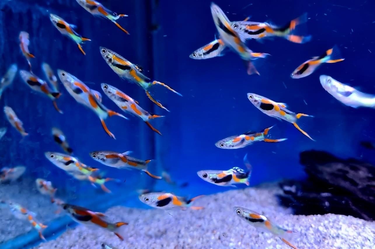 Endler best sale guppy care