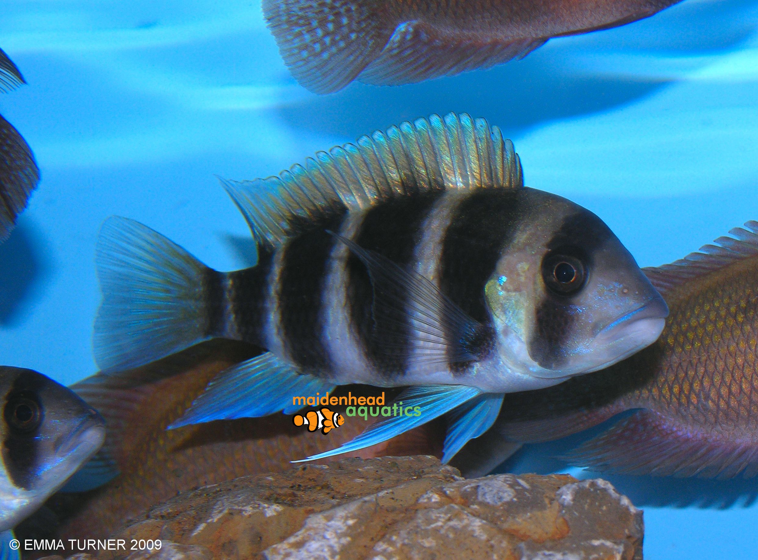 Frontosa Cichlid Cyphotilapia Frontosa   Frontosa Cichlid Cyphotilapia Frontosa  