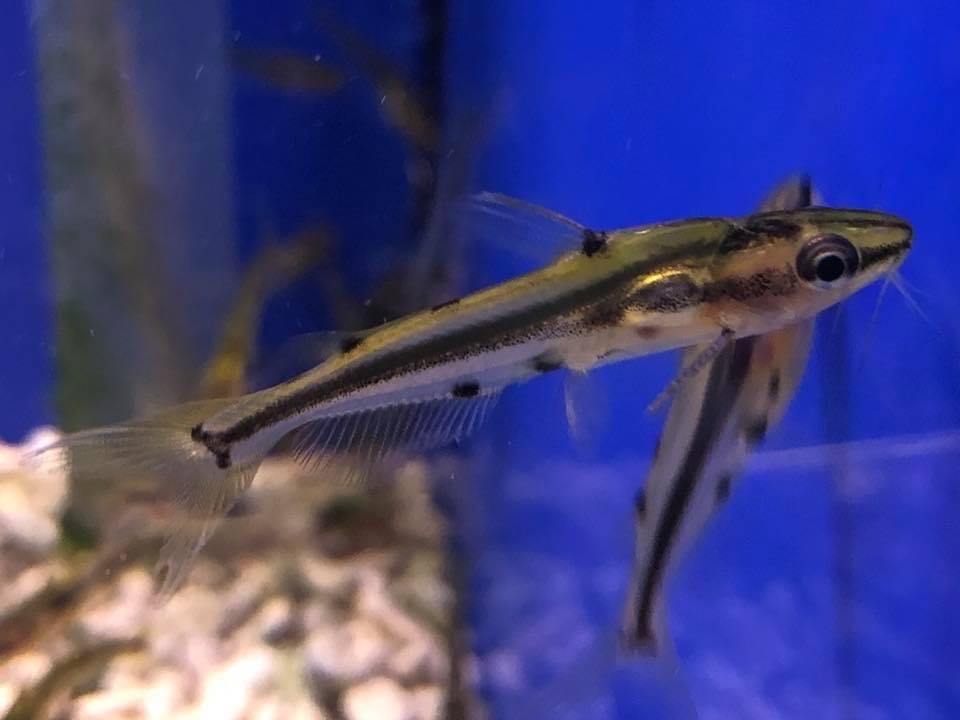 Shadow Catfish-Hyalobagrus flavus