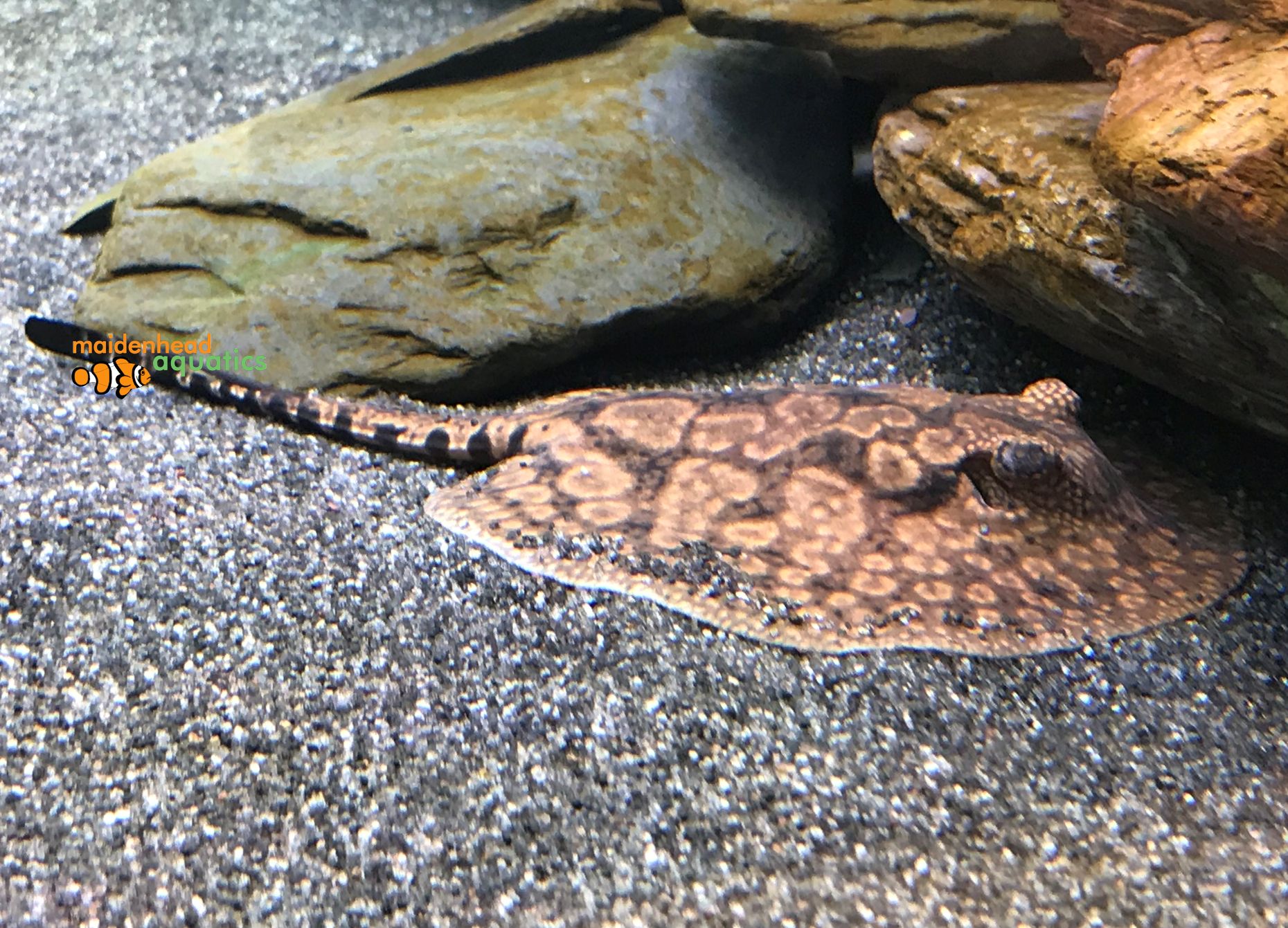 Hystrix stingray close-up