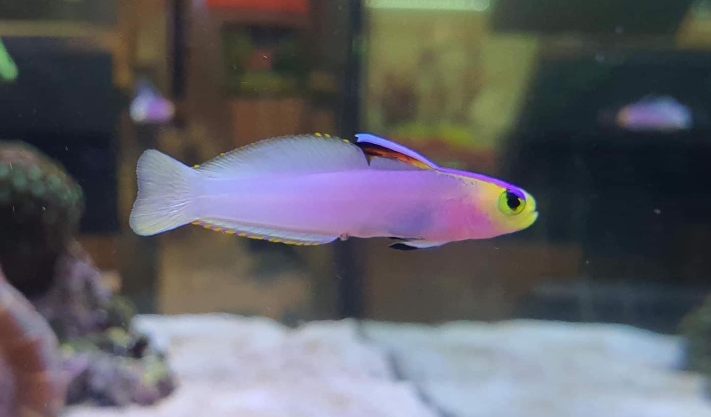 Helfrichi firefish care best sale