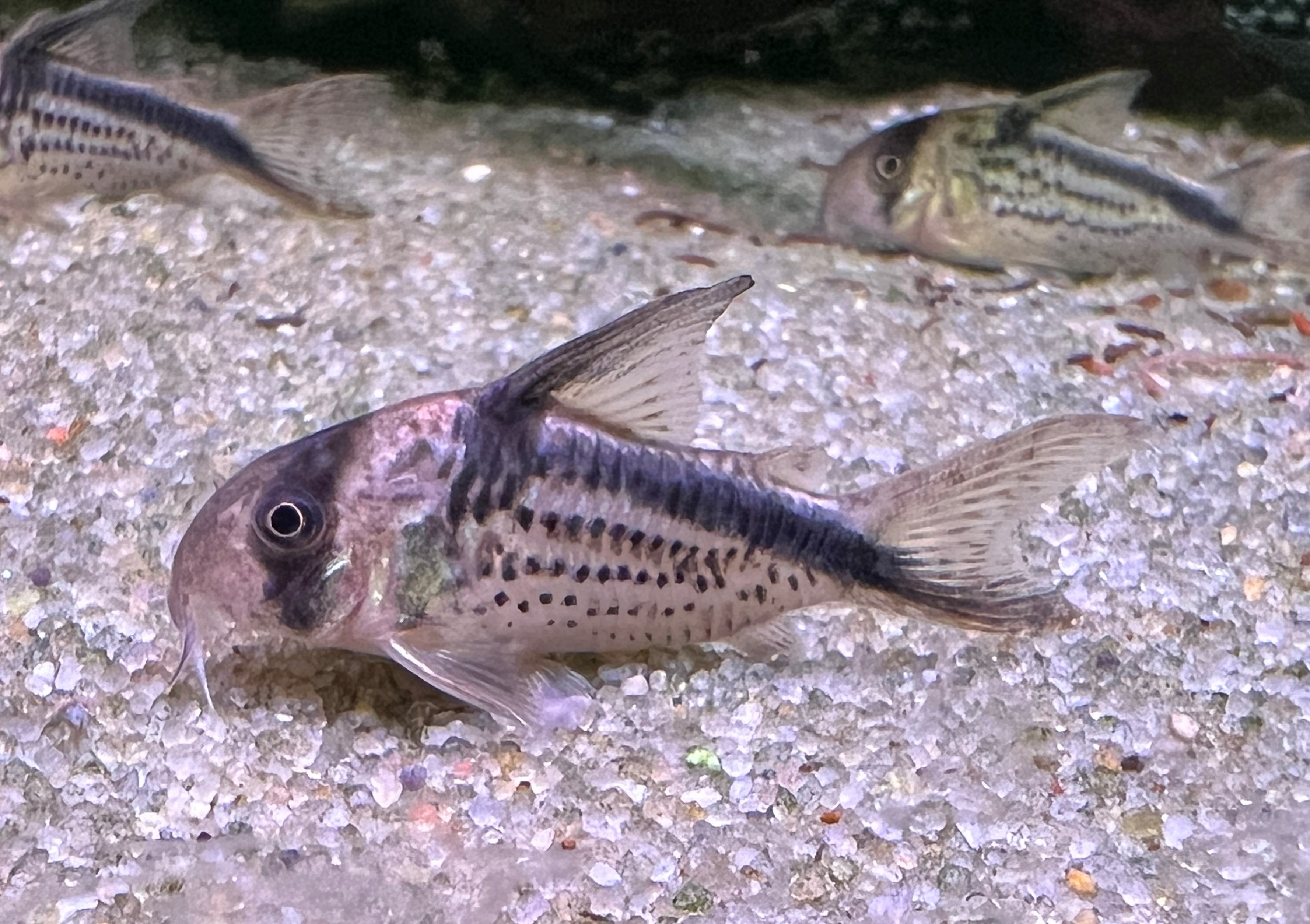 Slant Bar Cory-Hoplisoma loxozonum