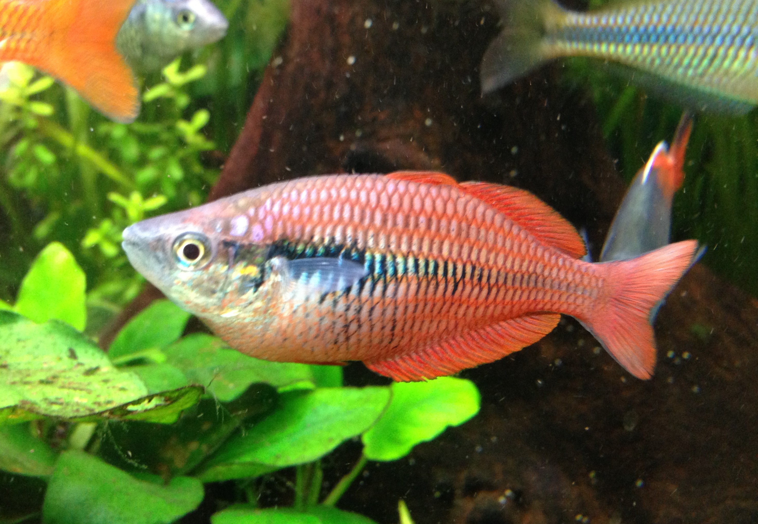 Sunset Dwarf Rainbowfish-Melanotaenia parva