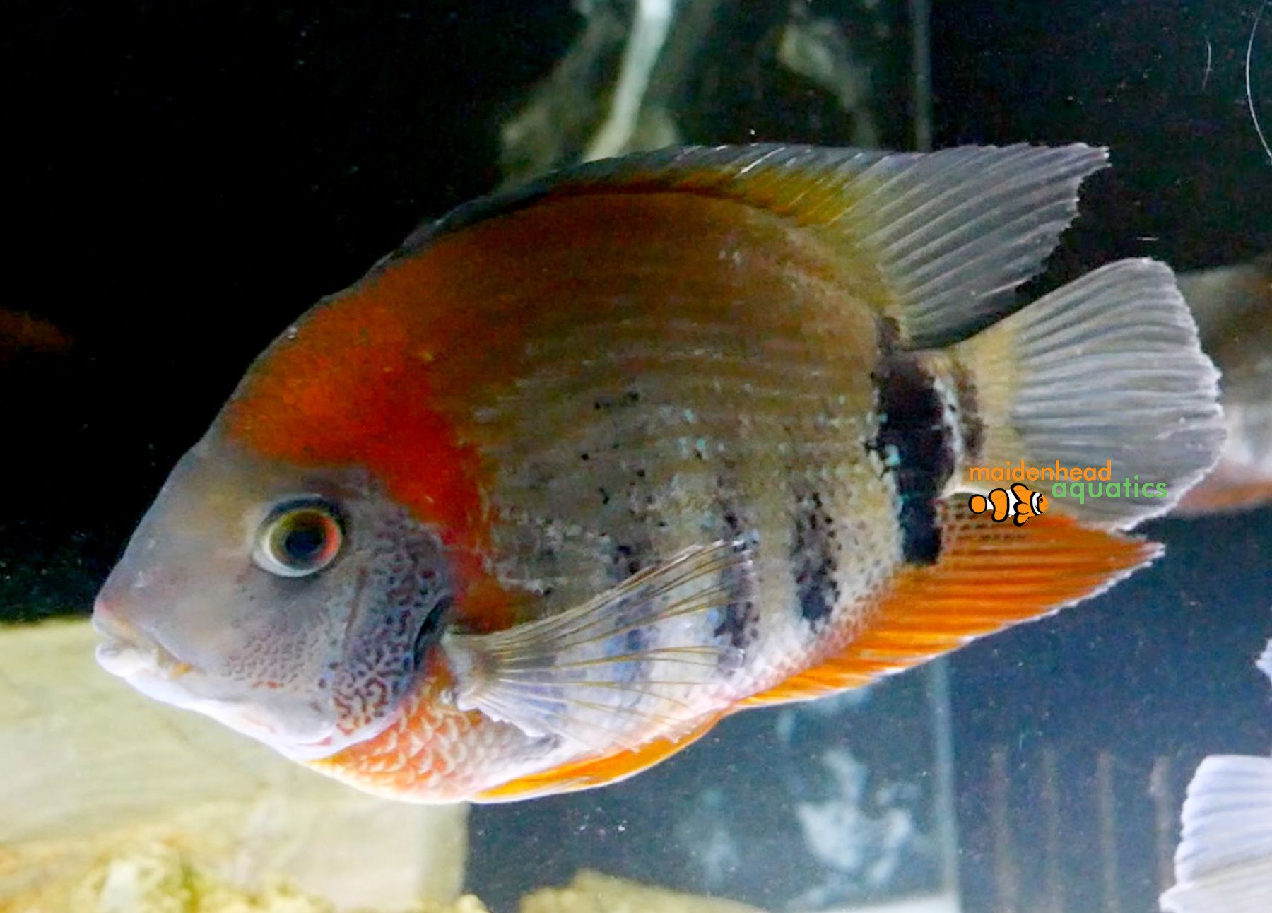 Redneck Severum-Heros rotkeil