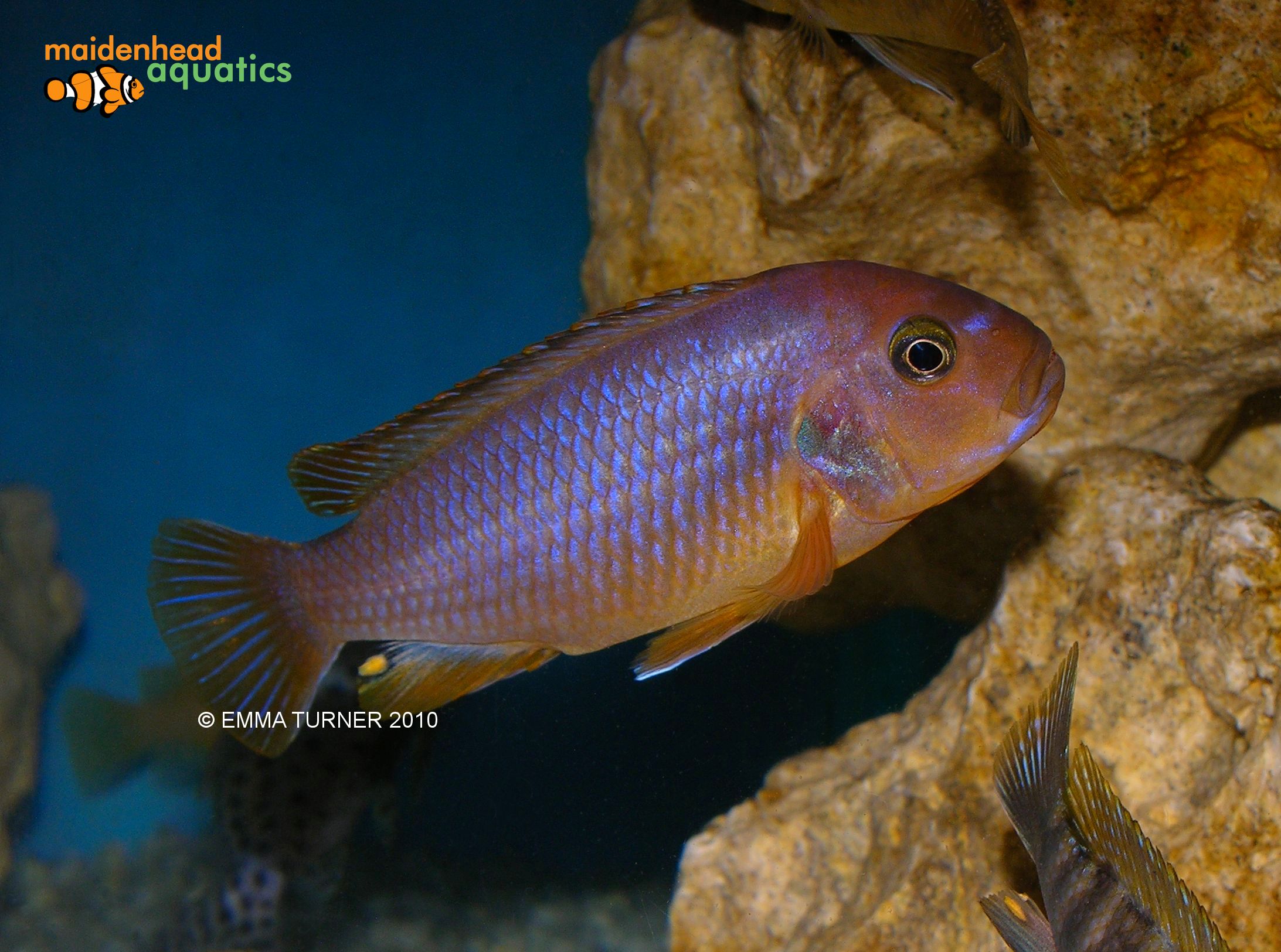 Rusty Cichlid-Iodotropheus sprengerae