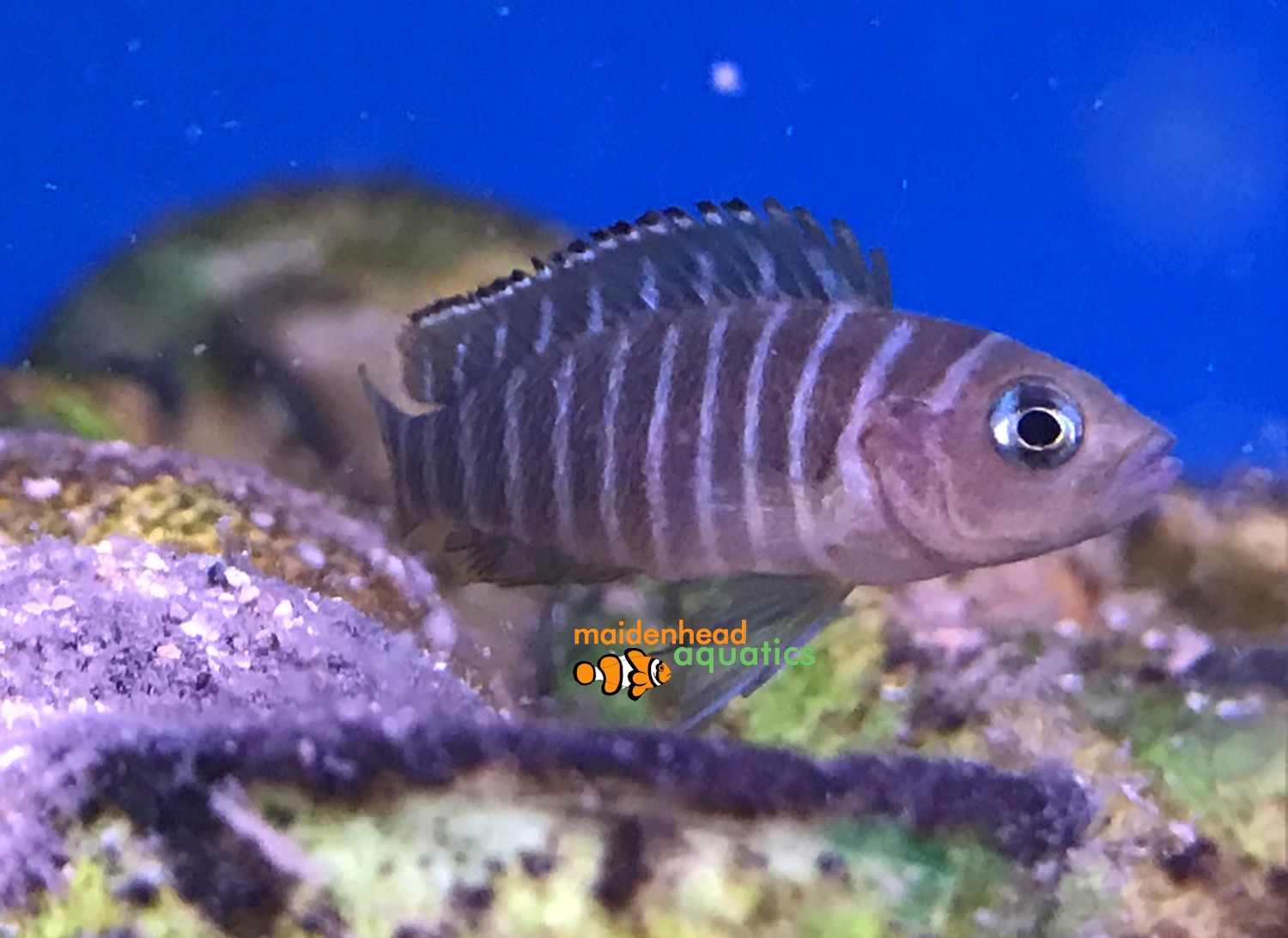 Neolamprologus Similis