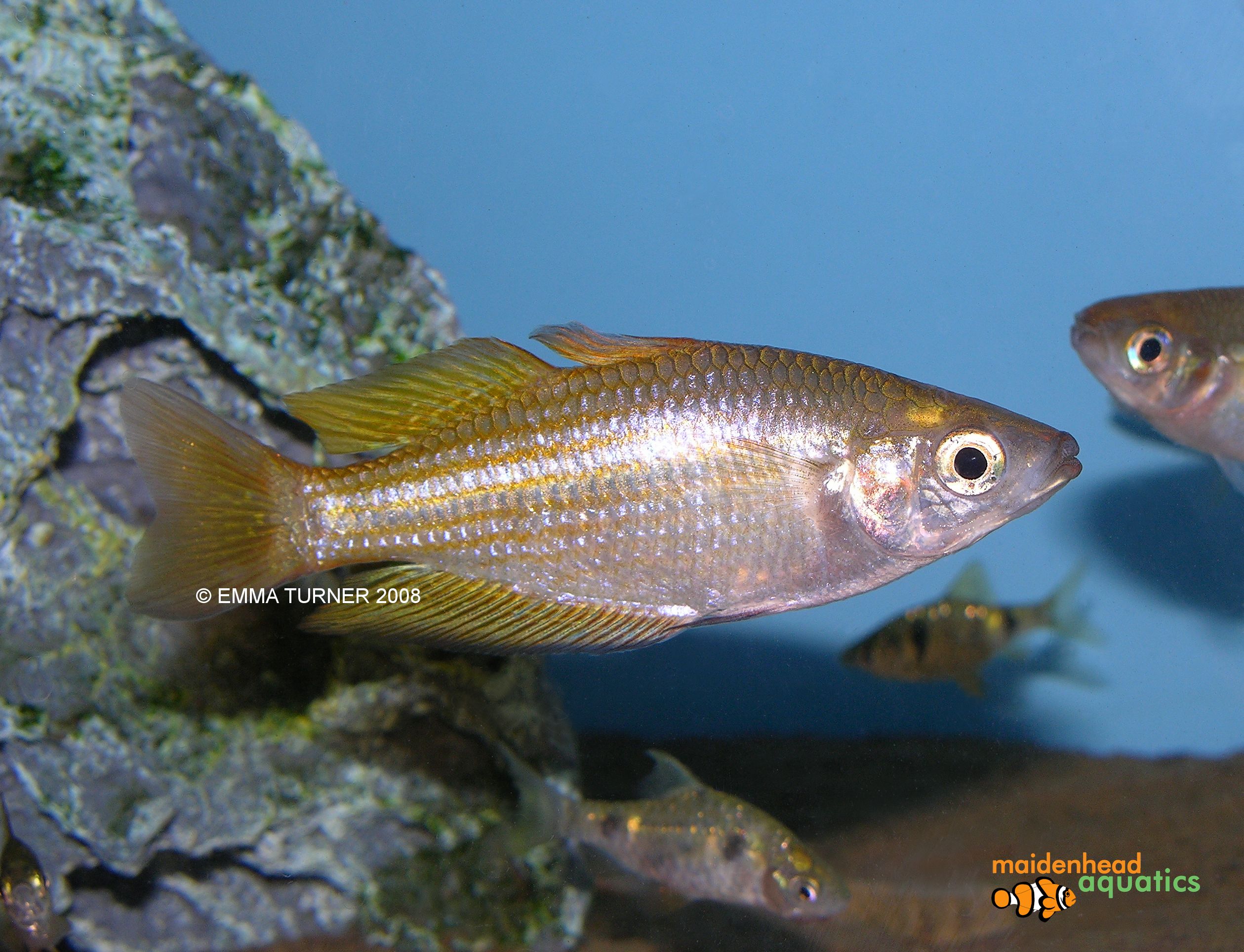 Splendid Rainbowfish Melanotaenia Splendida