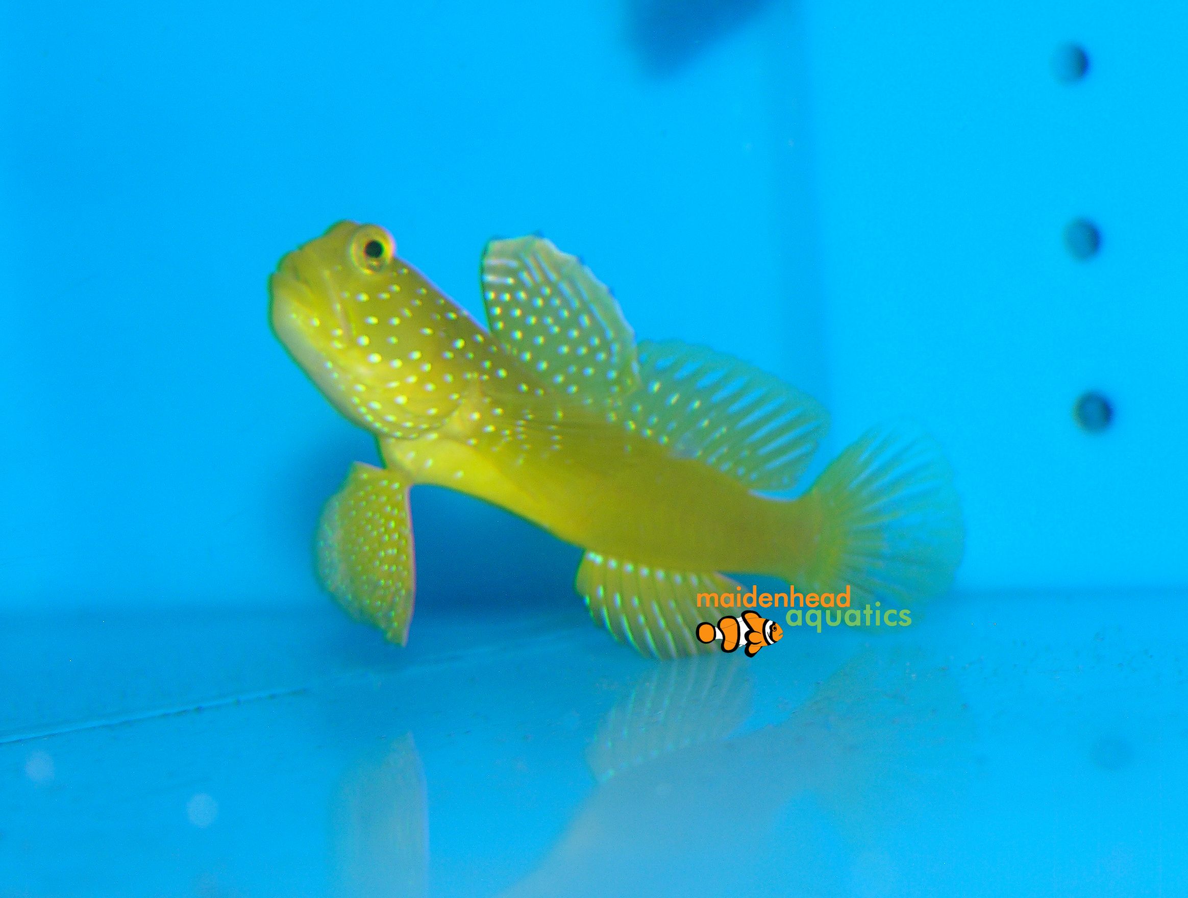 Sulphur Goby-Cryptocentrus cinctus