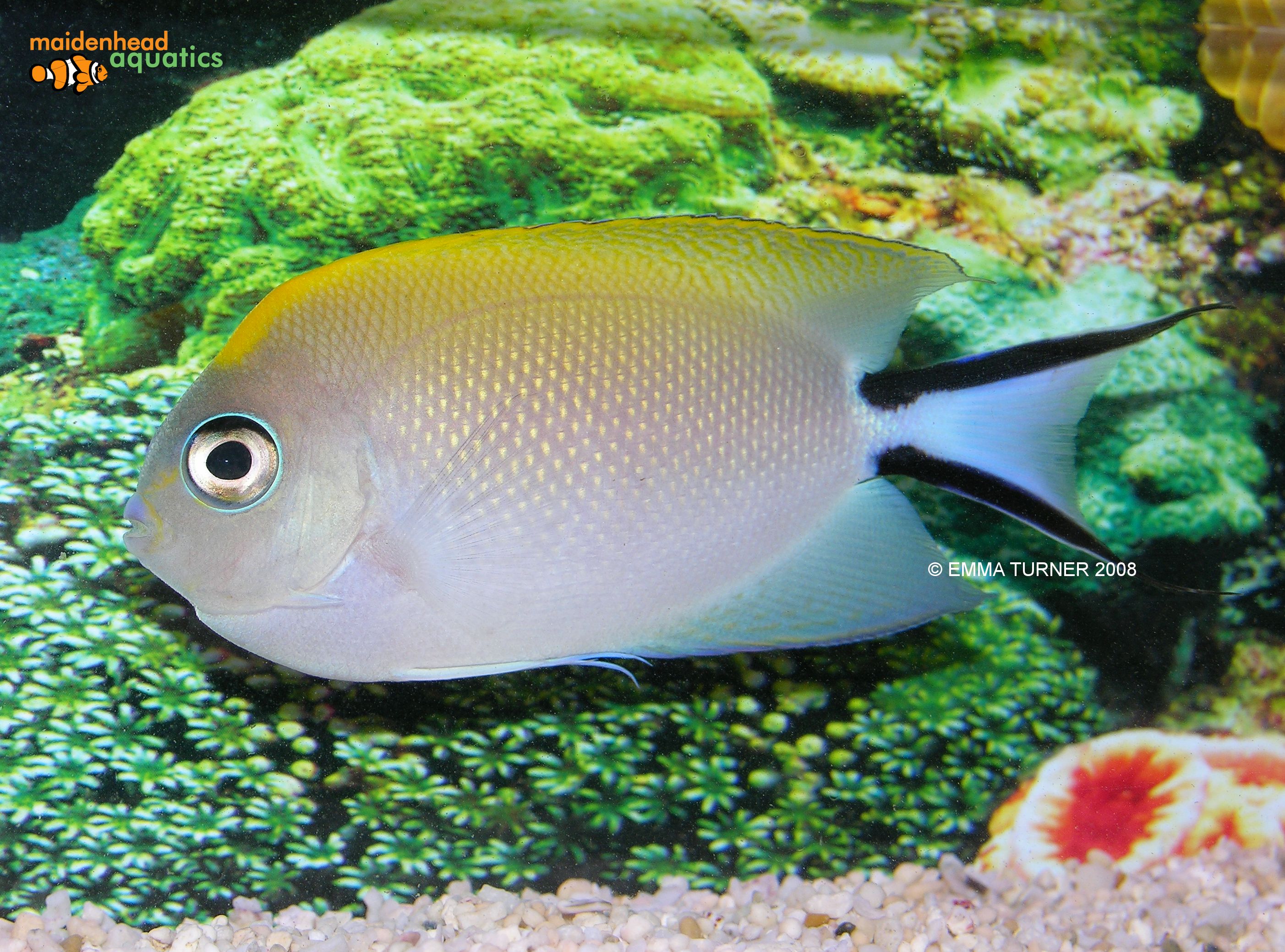 Swallowtail Angelfish-Genicanthus melanospilos