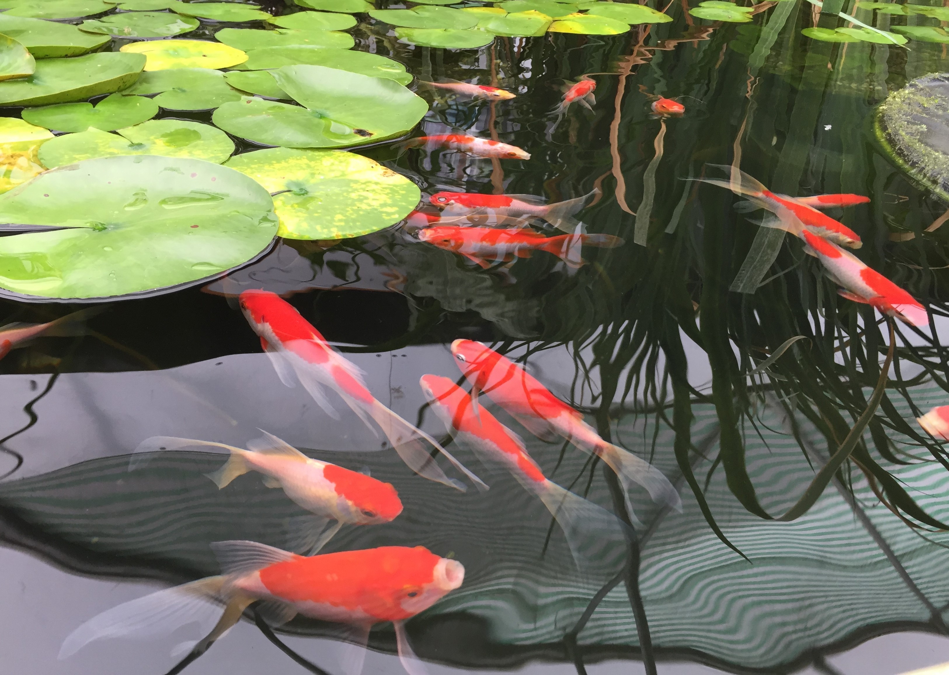 sarasa comet goldfish