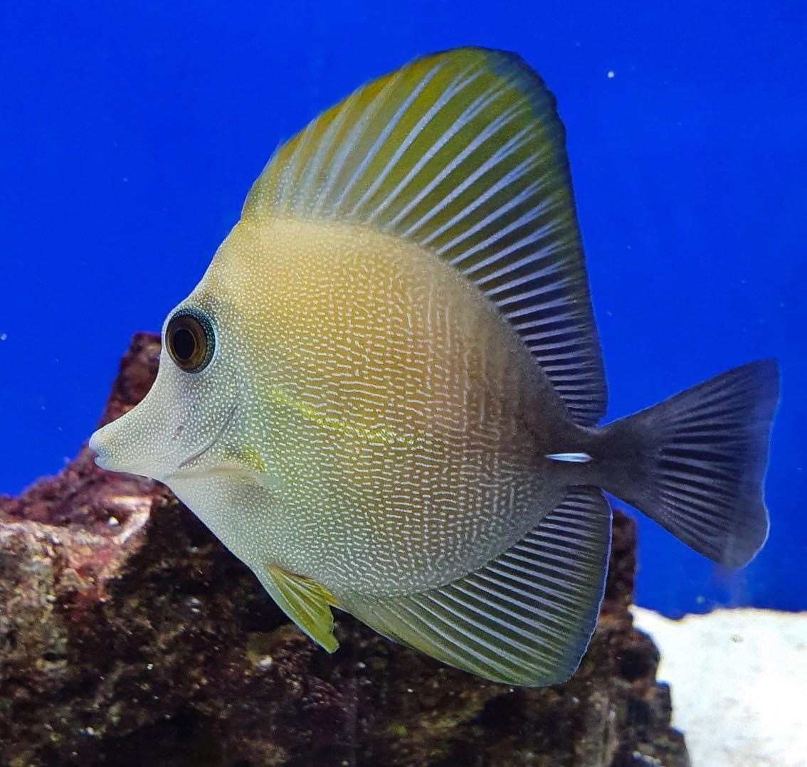 Brown Sailfin Tang-Zebrasoma scopas