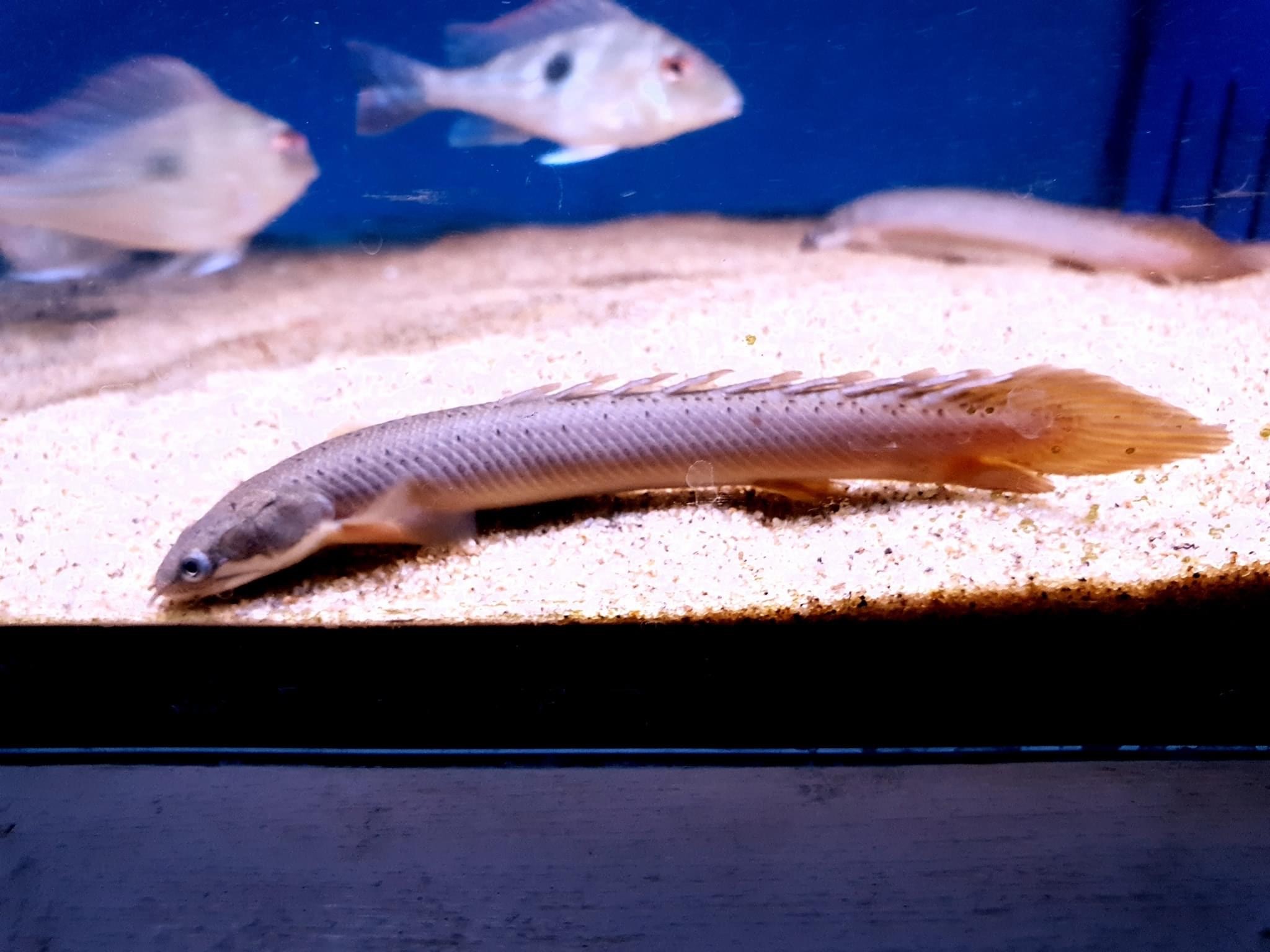 Senegal Bichir-Polypterus senegalus