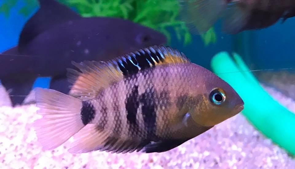 blue eyed cichlid