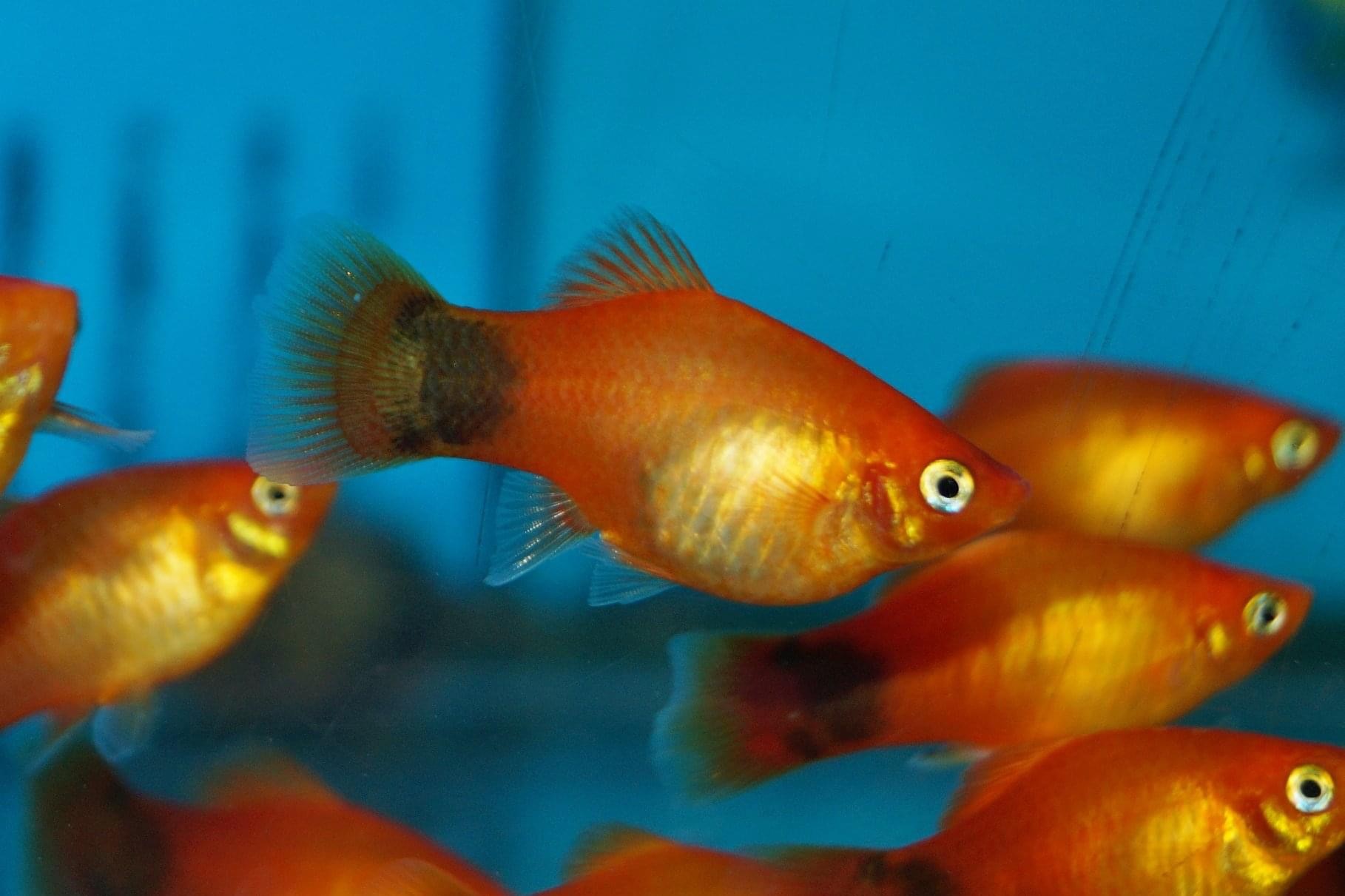 Platy-Xiphophorus maculatus