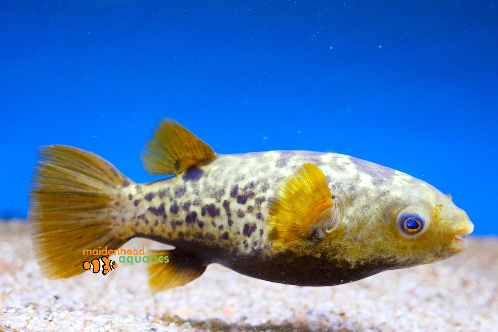 Photo of topaz puffer swimming in tank