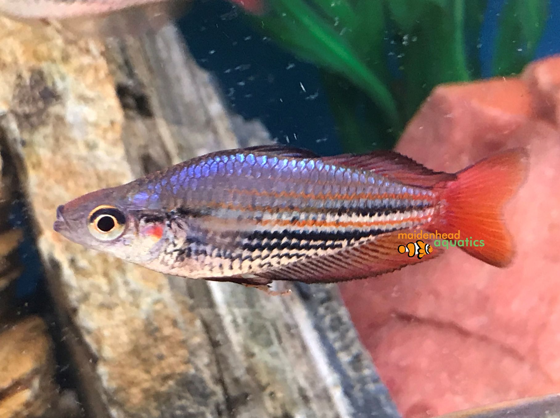 Western Rainbowfish Melanotaenia Australis