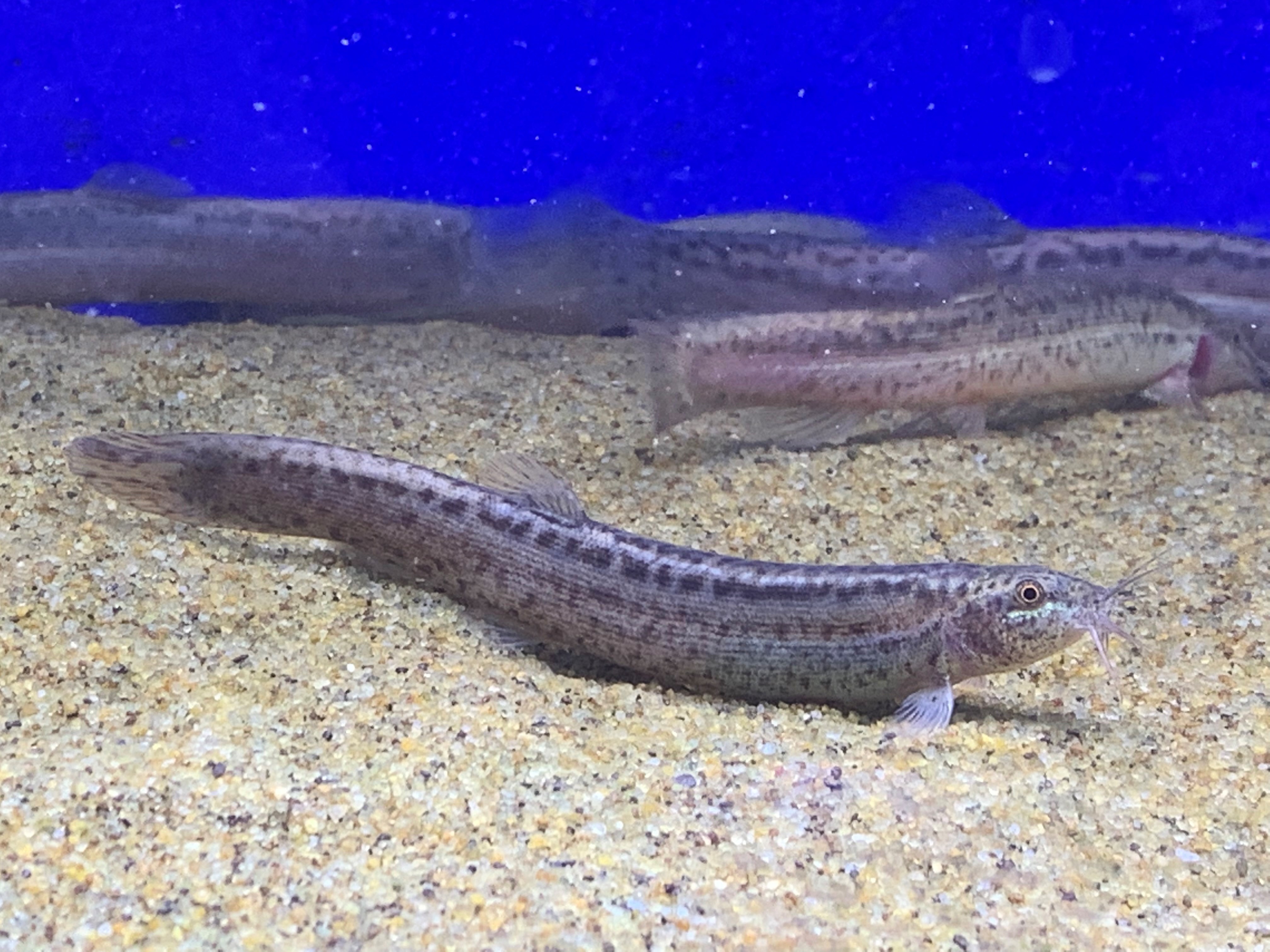 cold water loach