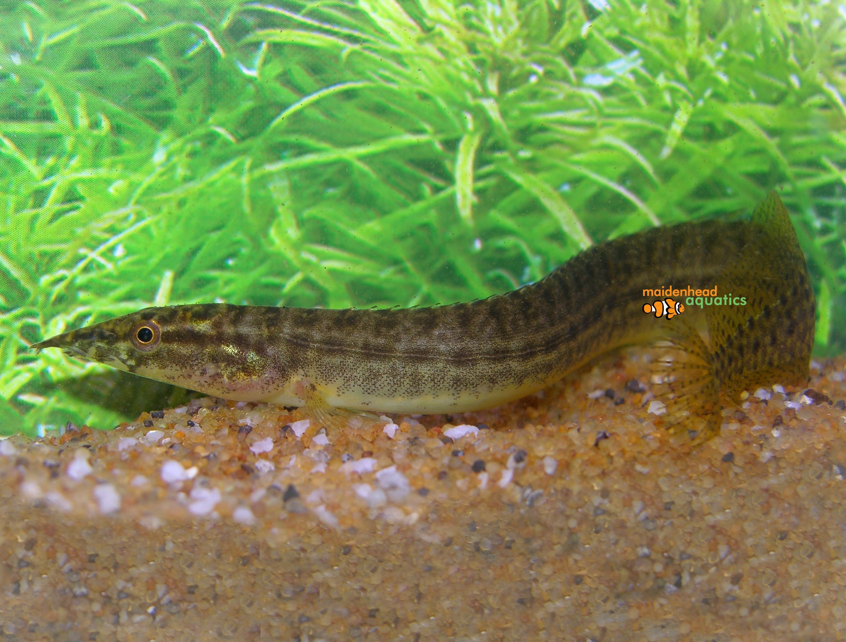 Yellow-fin Spiny Eel-Macrognathus pancalus