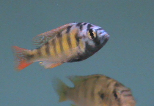 36-hap-ch44-haplochromis-sp-thick-skin-l