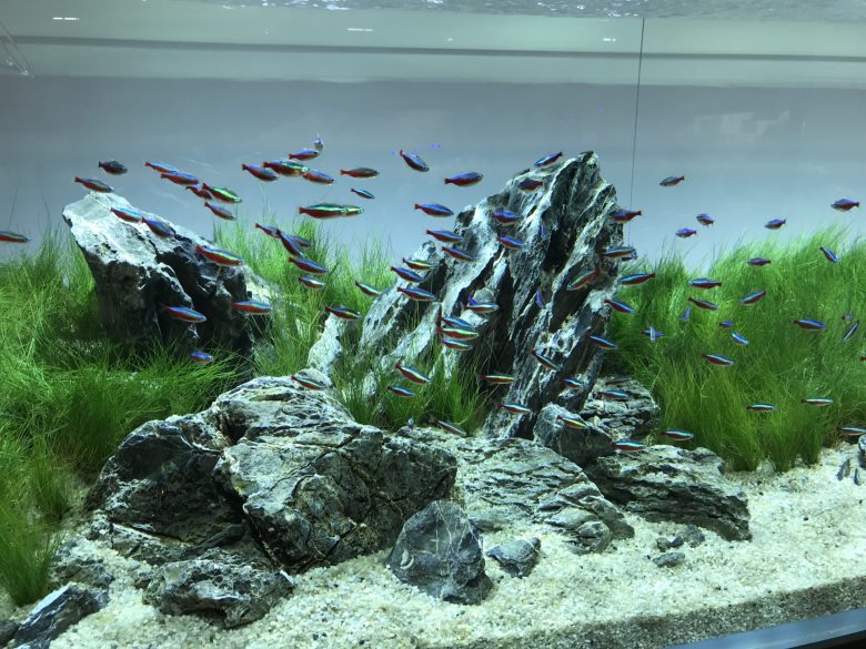 The Art of Aquascaping