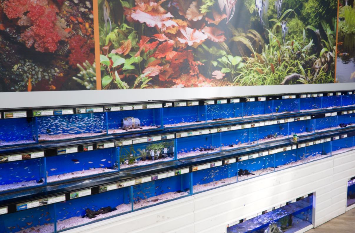 5 Great reasons to love your local Maidenhead Aquatics store