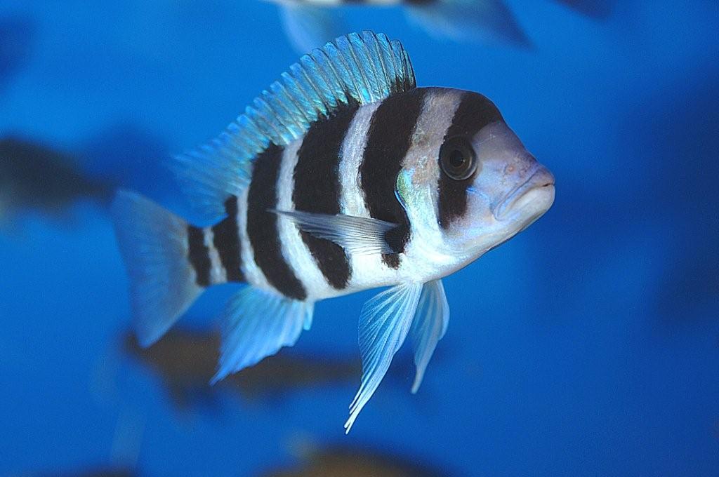 african-cichlid-3-gallery.jpeg&w=470&zc=