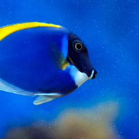 blue-tang.jpeg&w=200&zc=1