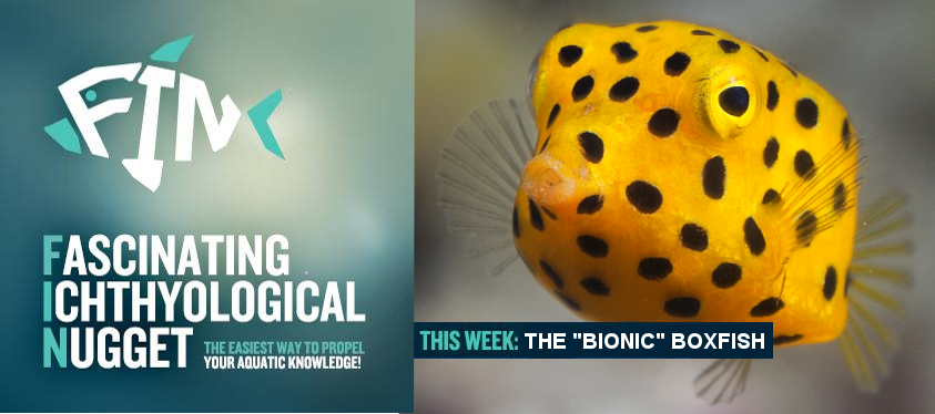 boxfish-1422620771.png